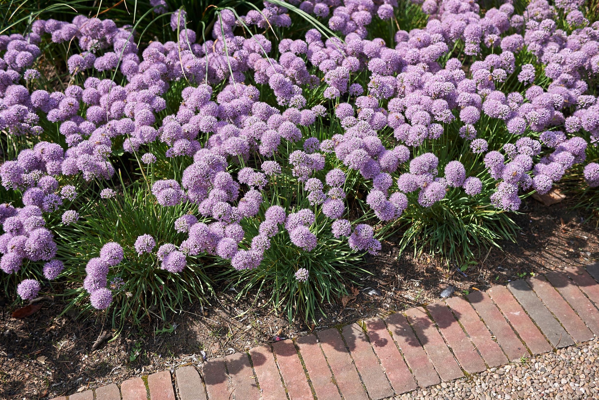 ageing allium