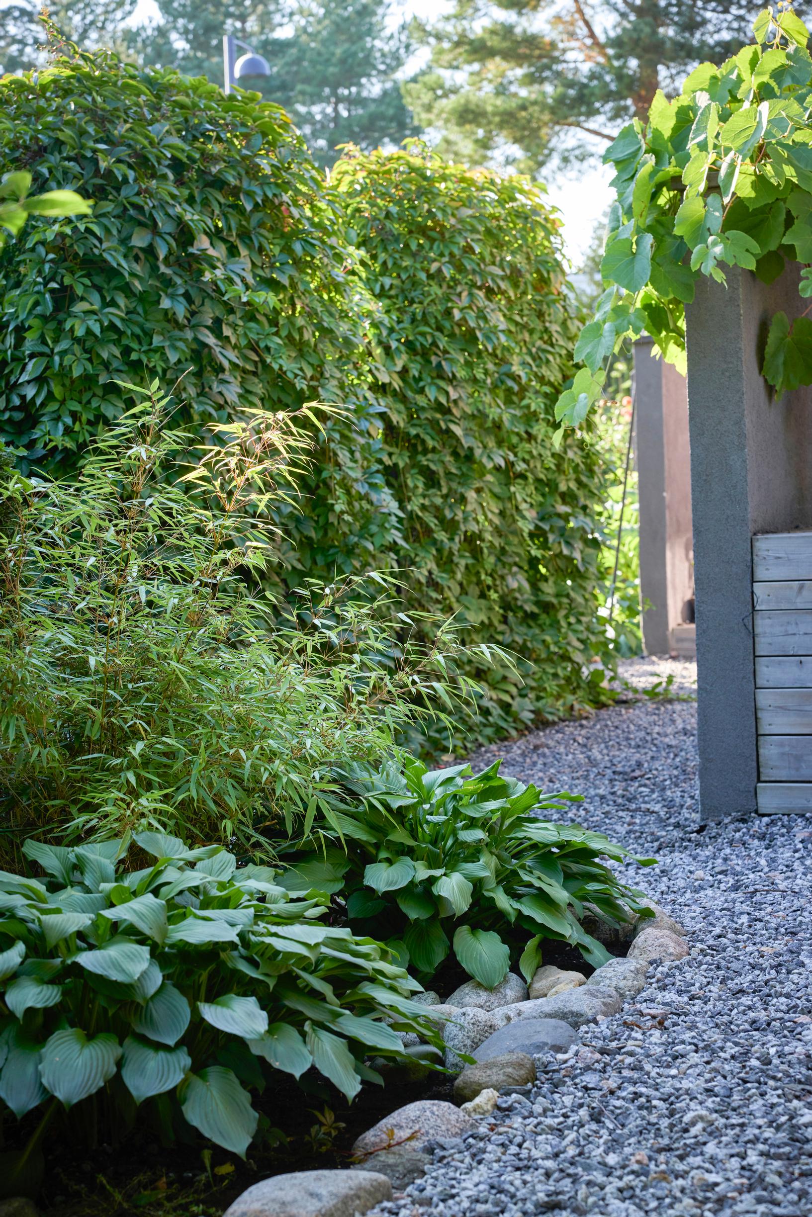 Hostas and a gravel path in the garden.