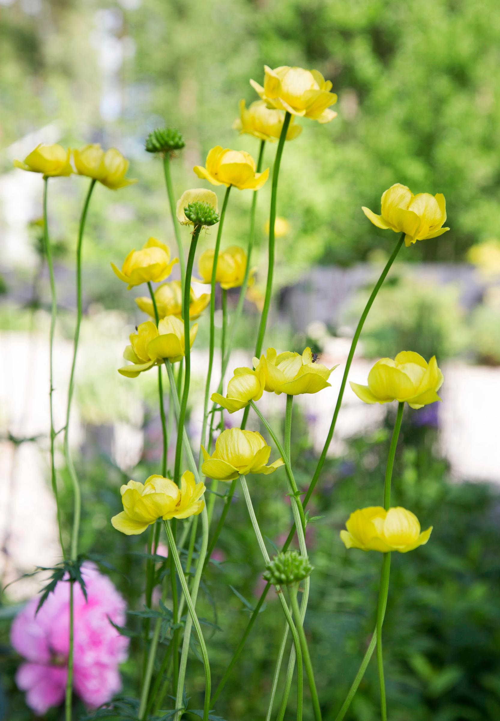 Easy grow perennial flowers
