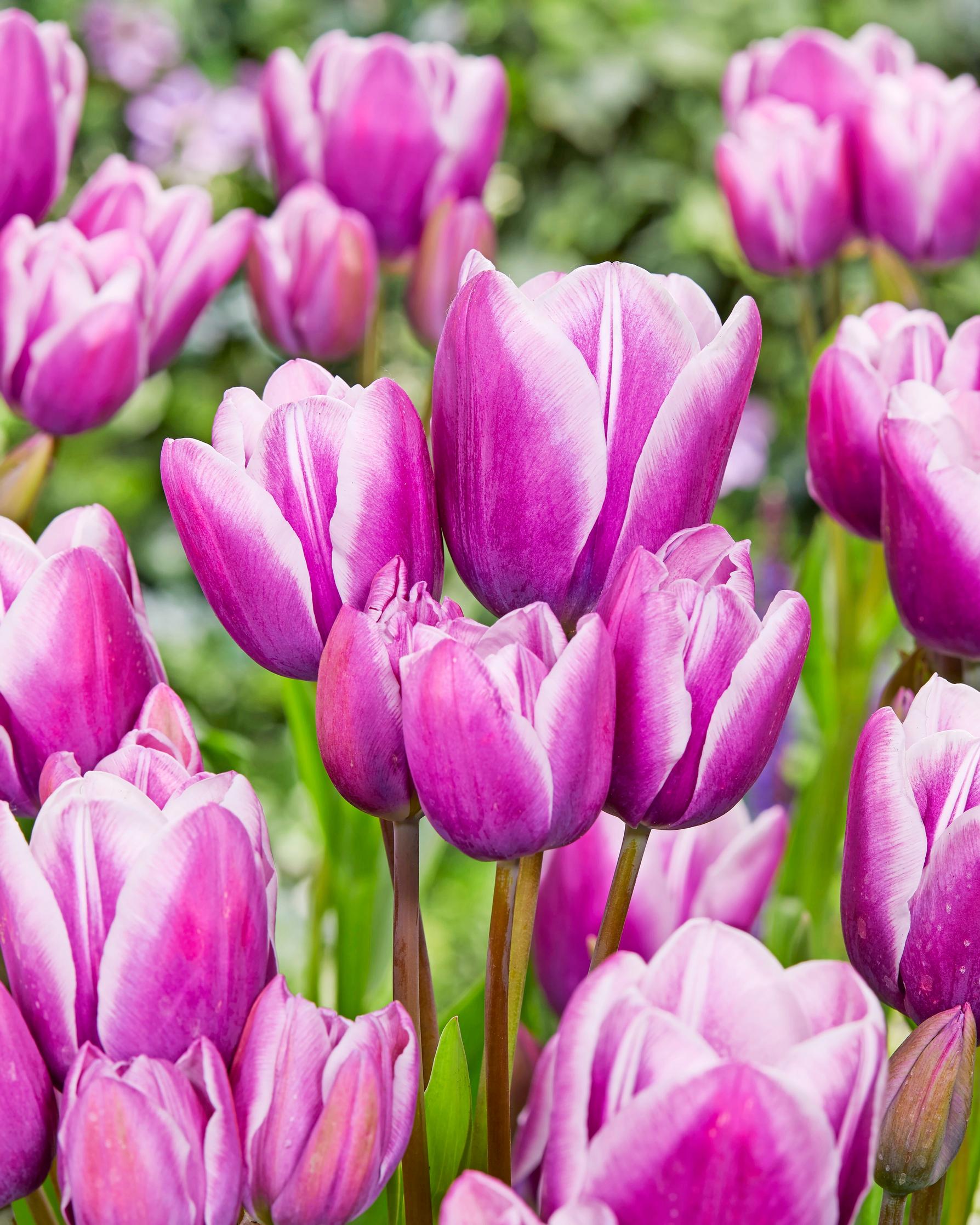 Multiflowering tulips: triumph tulip ‘Purple Elegance’