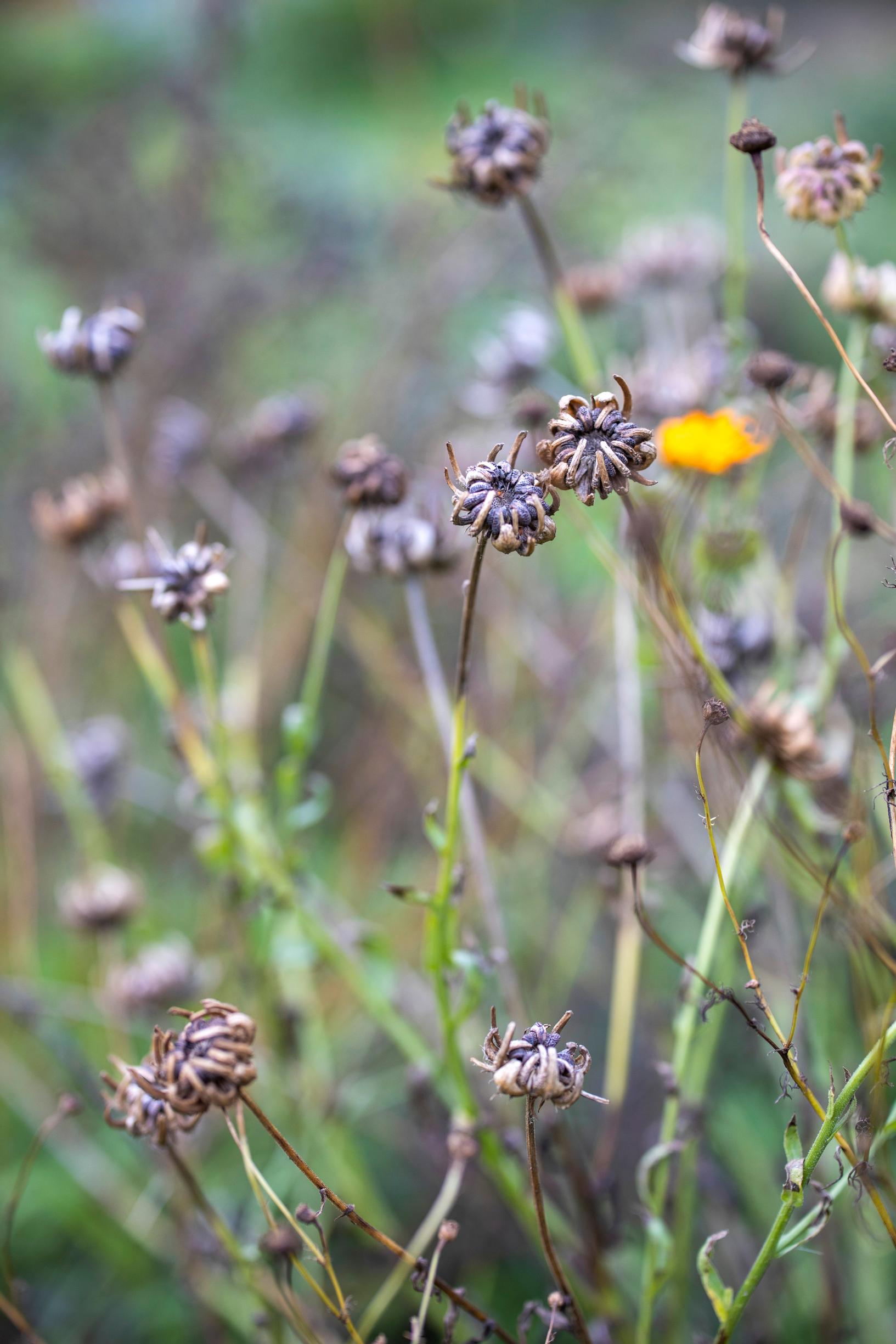 calendula seeds