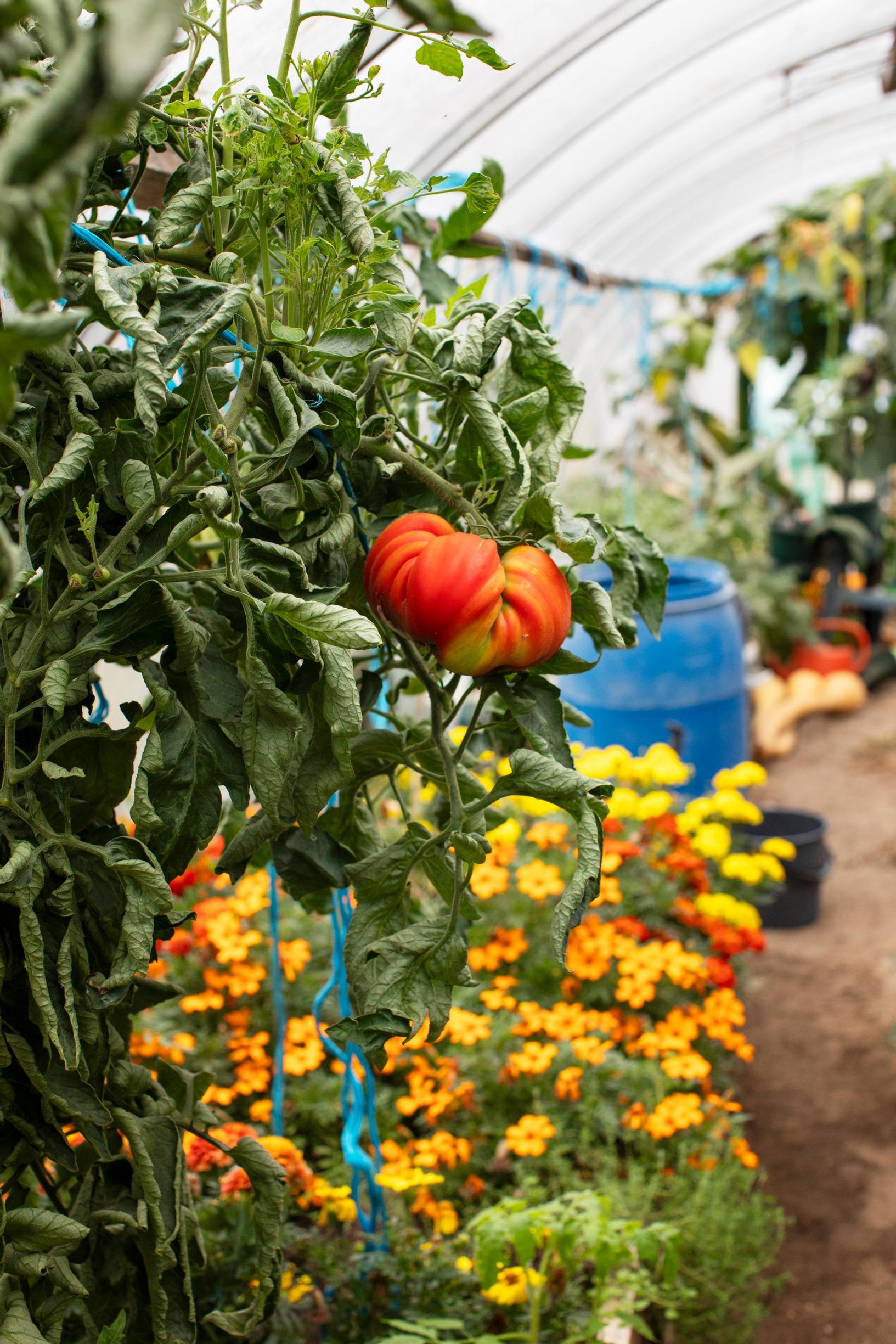 tomato in the greenhouse