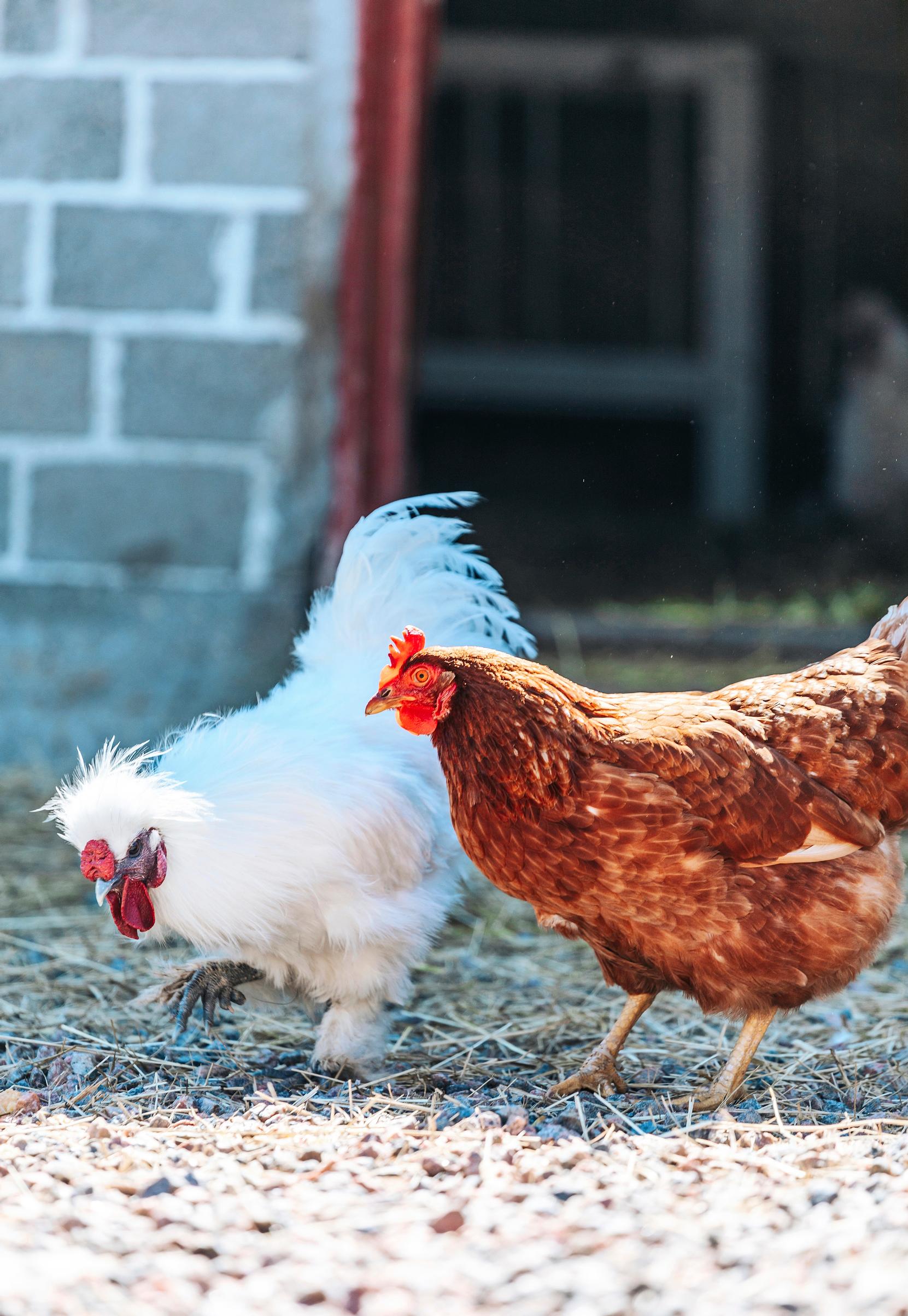 How to become self-sufficient: Chickens outdoors