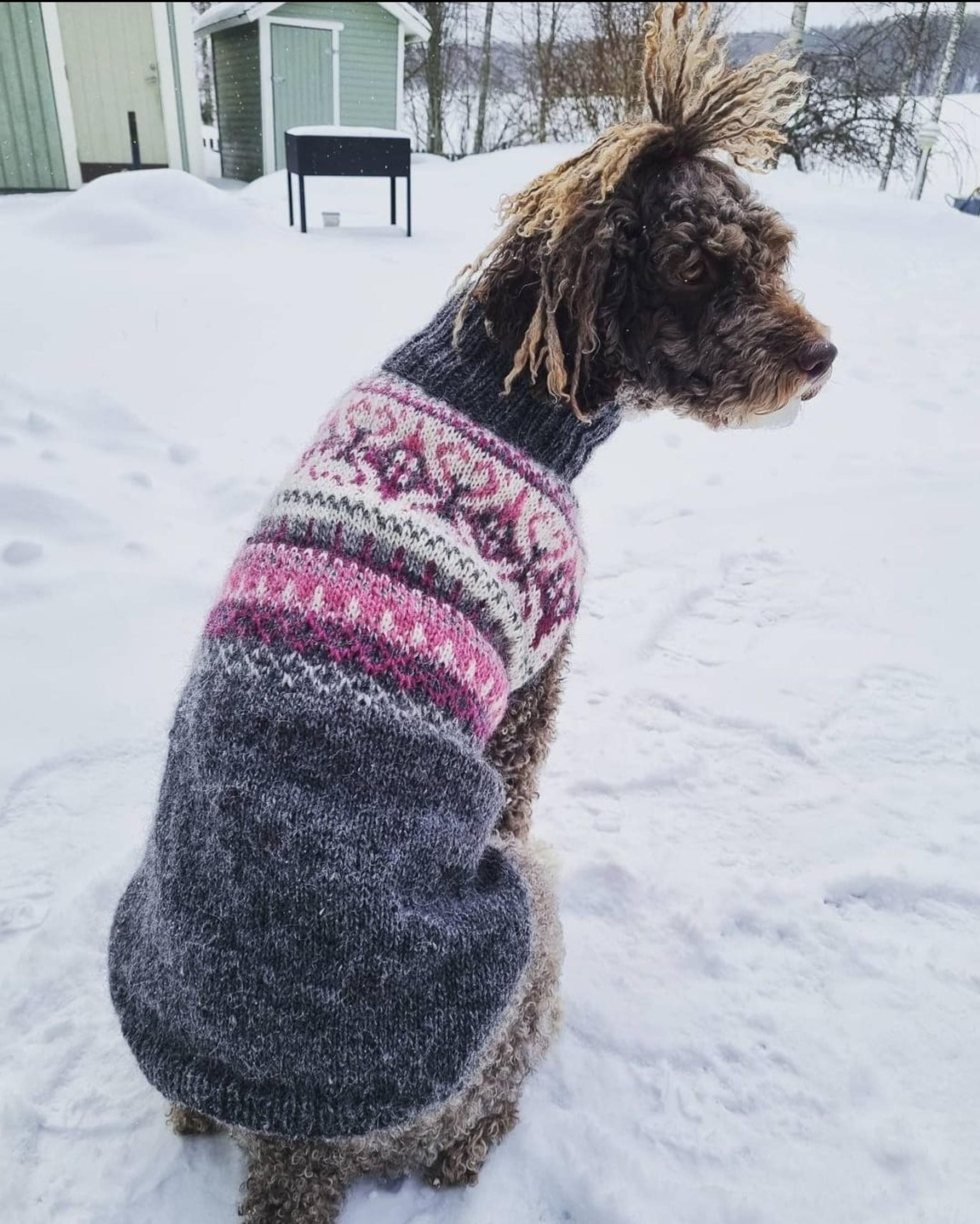A Spanish Water Dog wearing an Icelandic sweater.