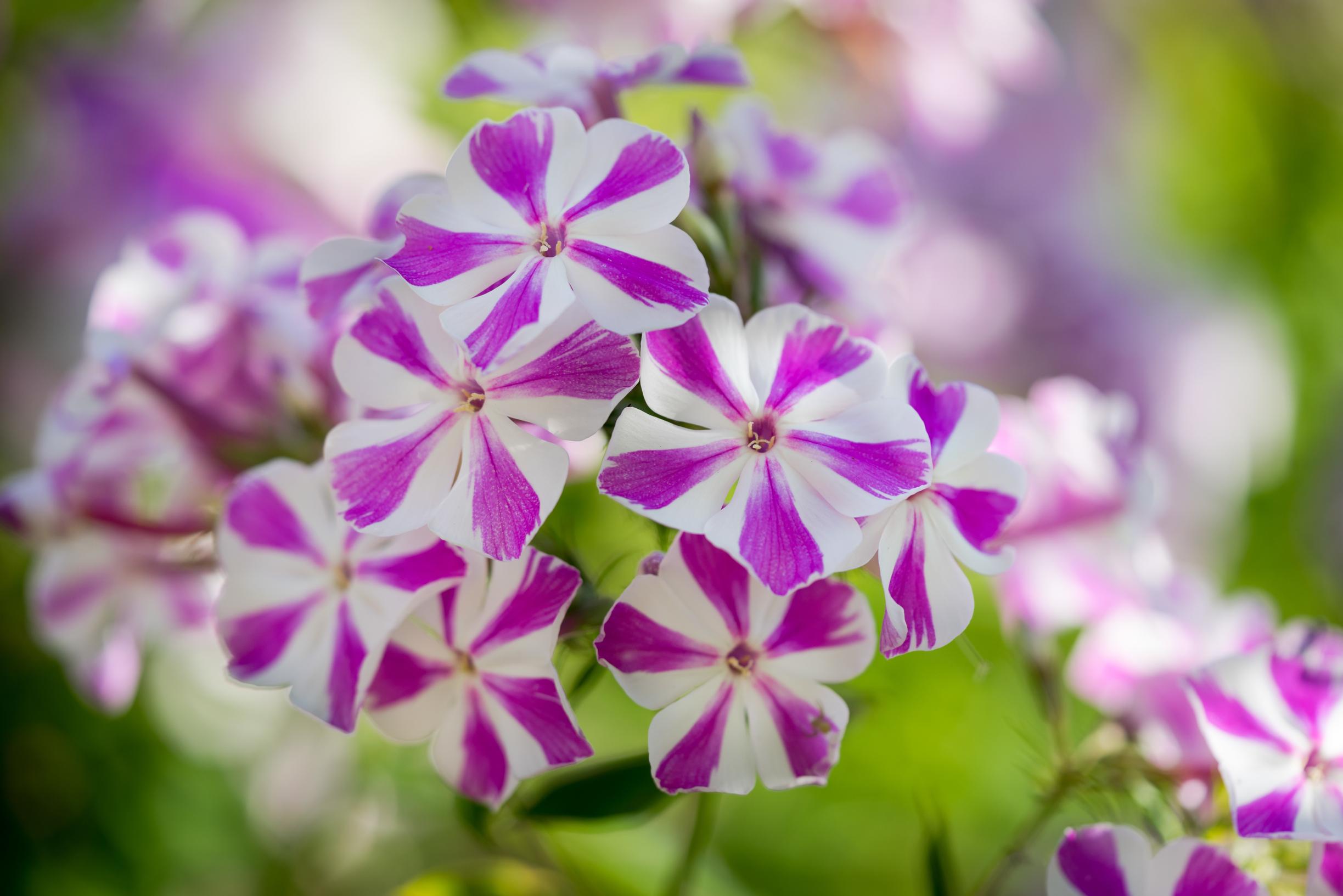 striped autumn phlox