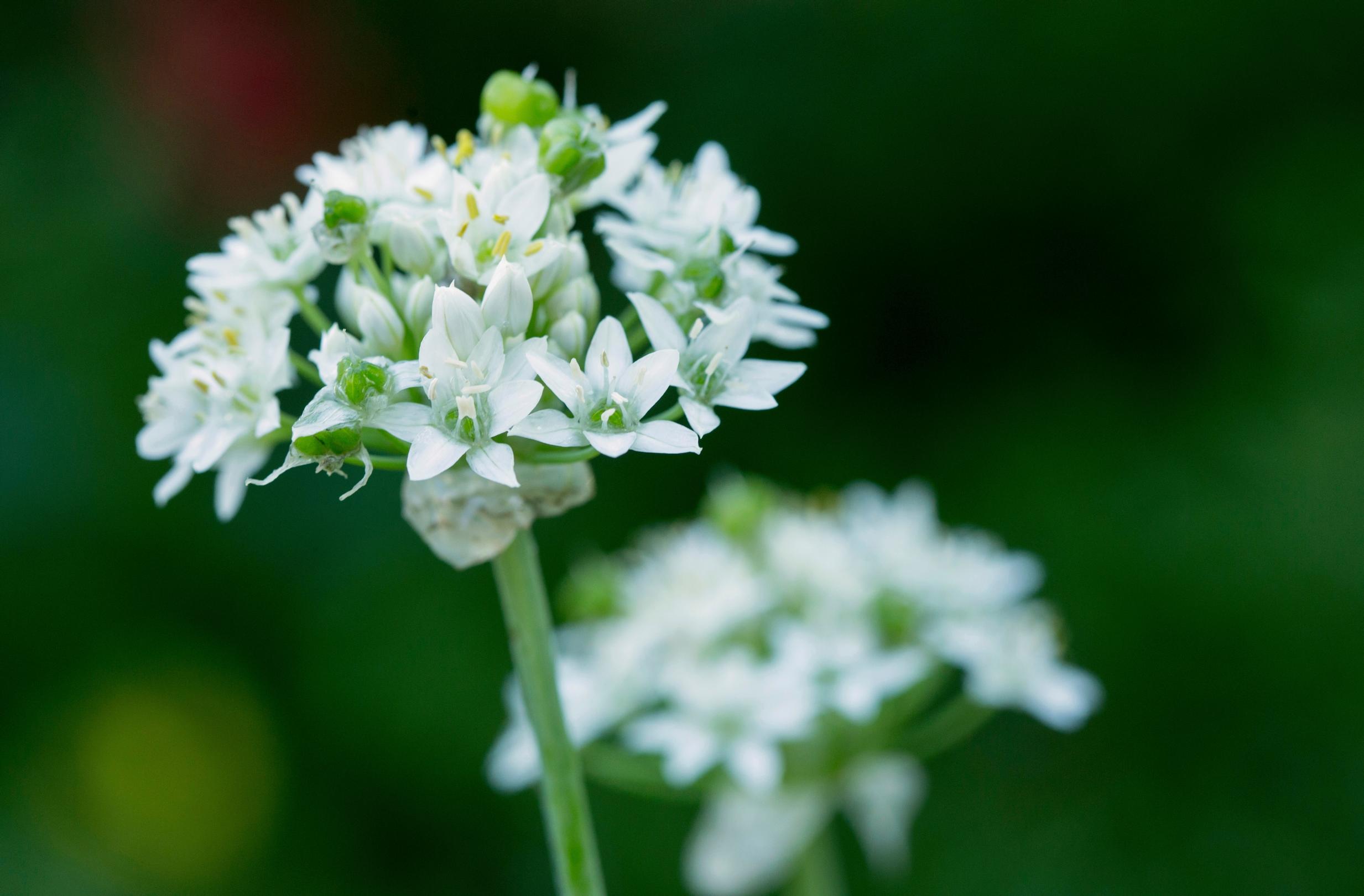 Chinese chives, Allium tuberosum