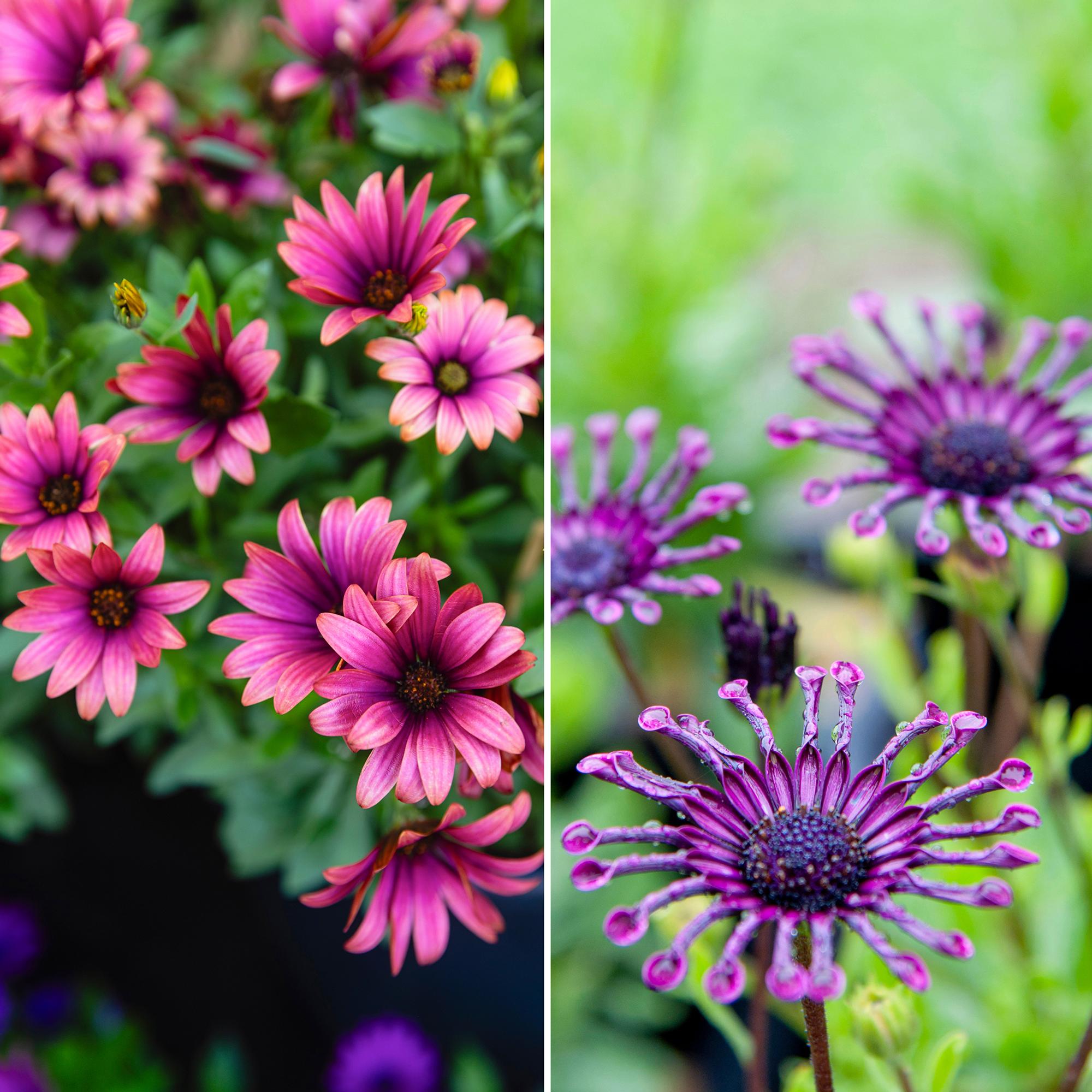 African daisy is a stunning summer flower that doesn't mind dryness—see professional caring tips
