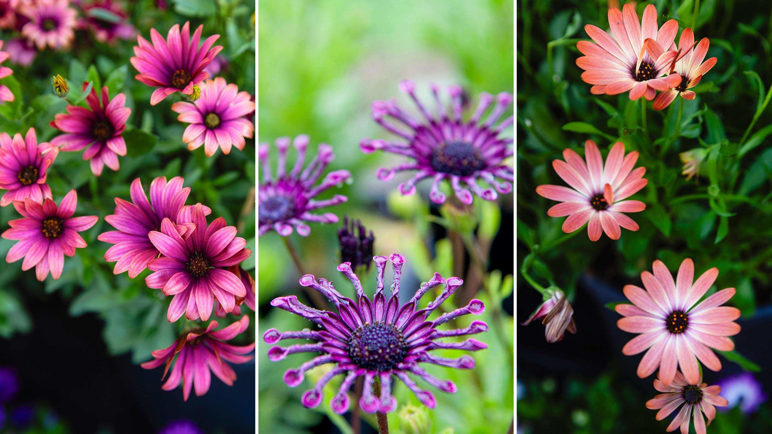 African daisy is a stunning summer flower that doesn't mind dryness—see professional caring tips