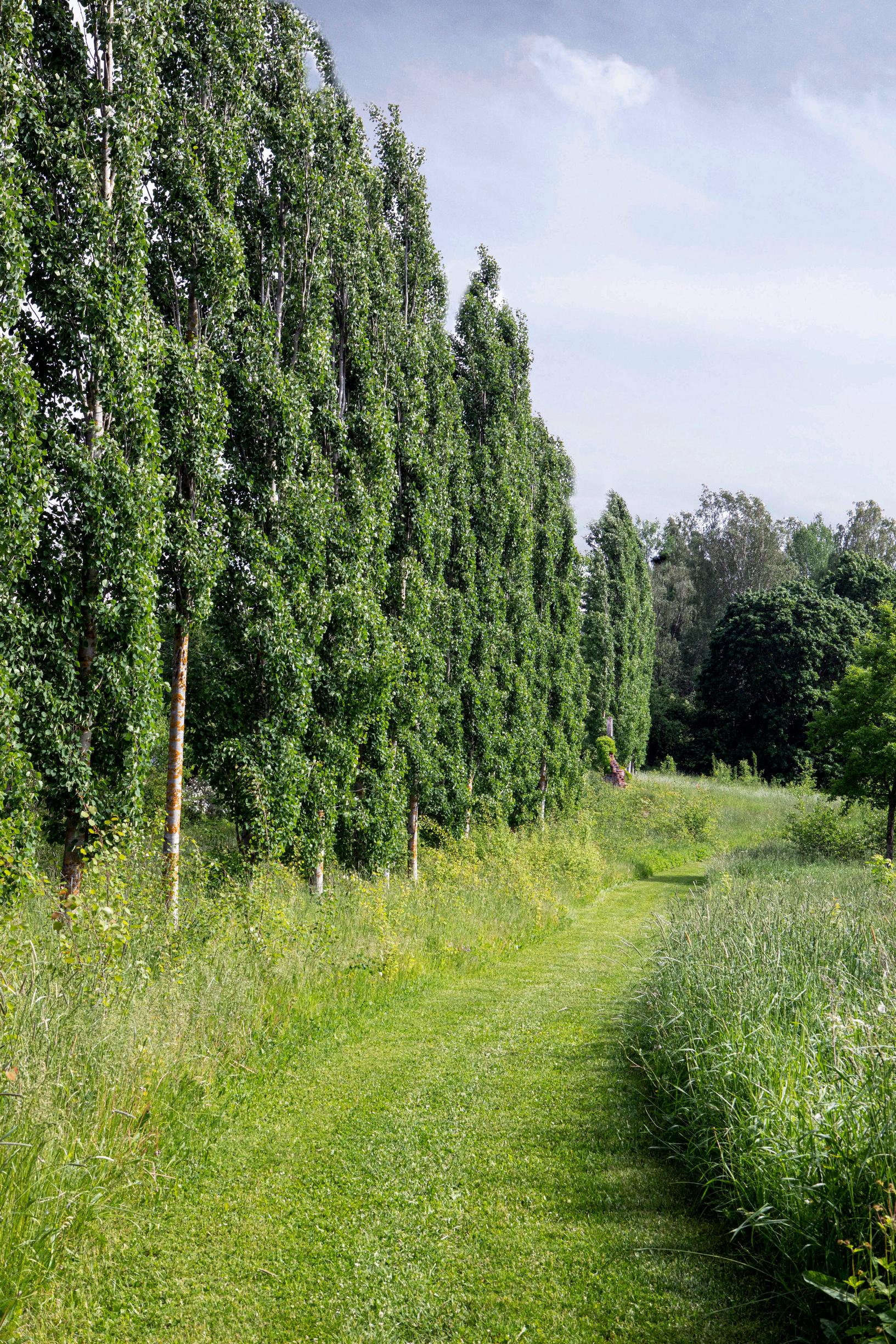 A row of poplars on the grounds of Mustio Manor