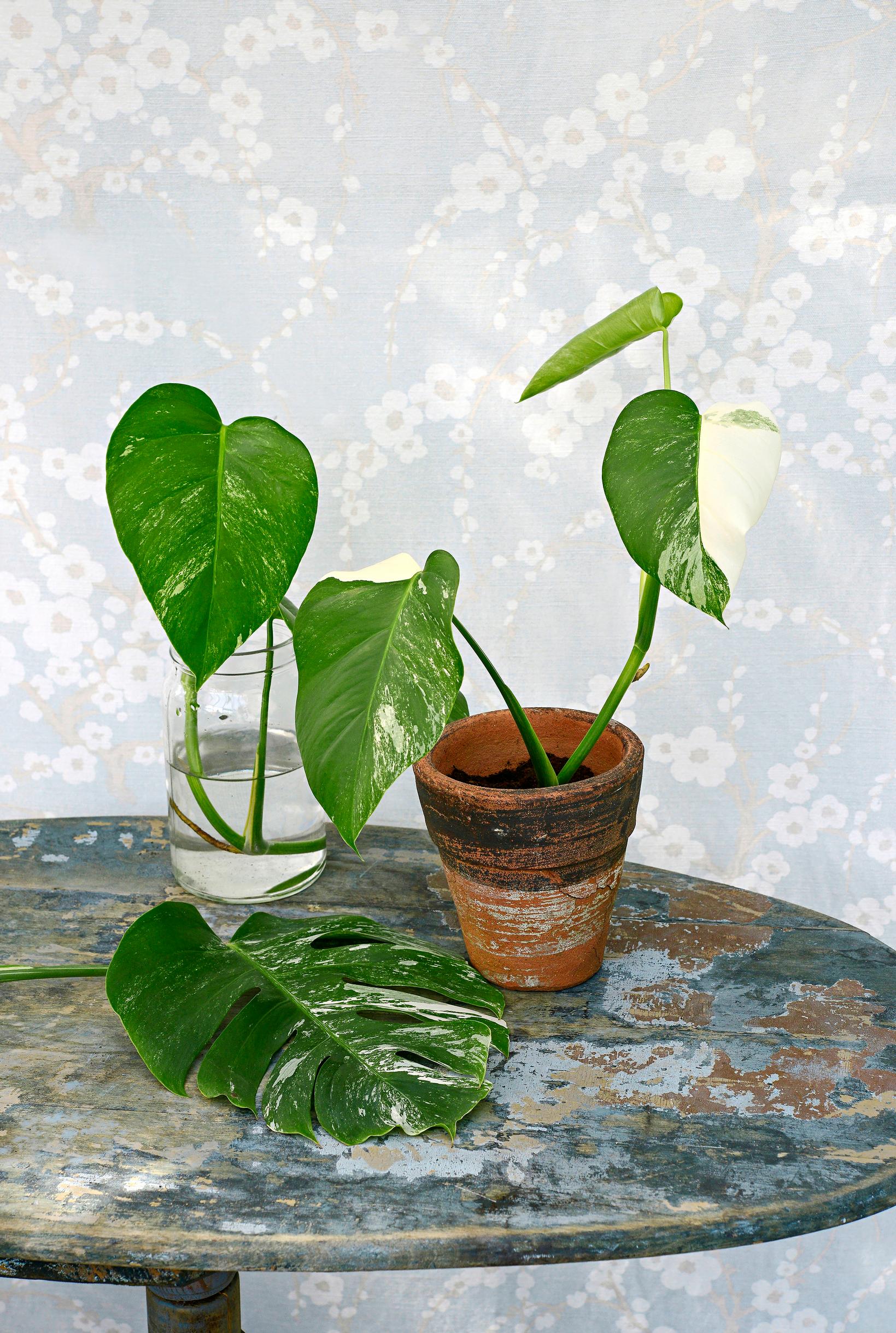 Growing plant cuttings