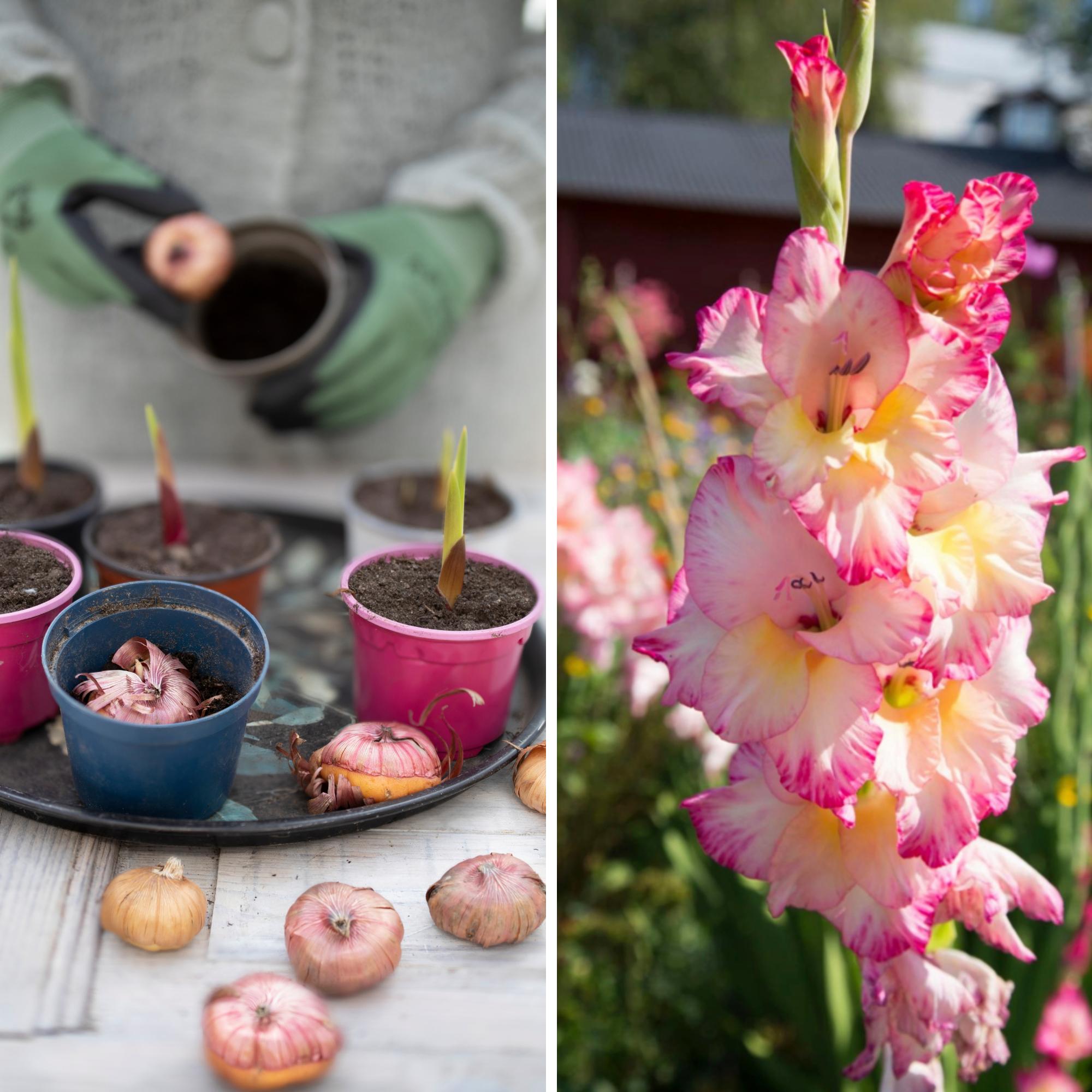 Pre-sprouting gladiolus speeds up flowering—and here's how to enjoy the blooms for longer!