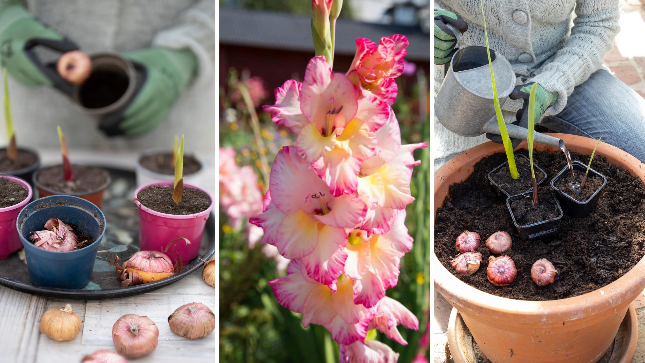 Pre-sprouting gladiolus speeds up flowering—and here's how to enjoy the blooms for longer!