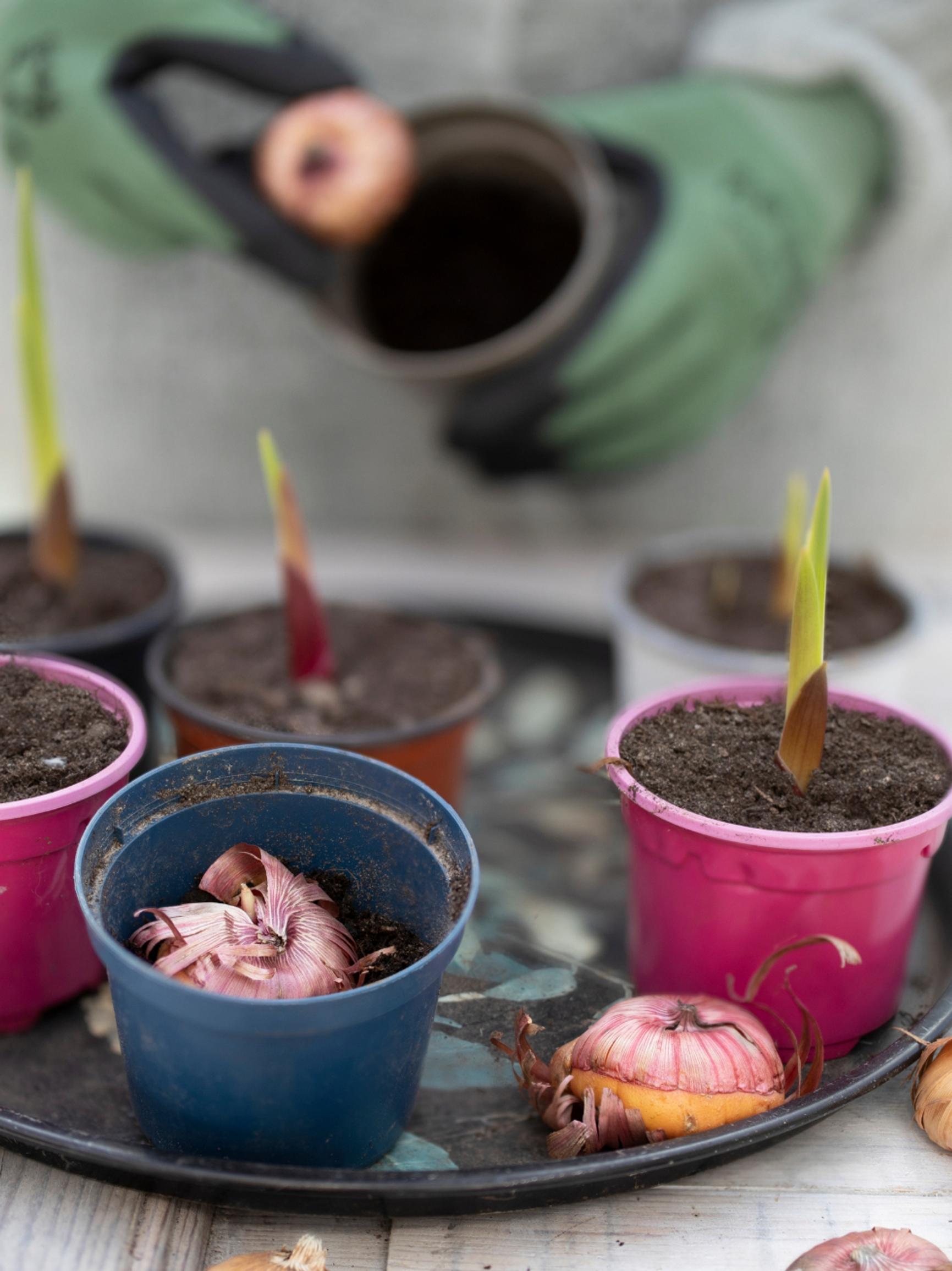 Pre-sprouting gladiolus speeds up flowering—and here's how to enjoy the blooms for longer!