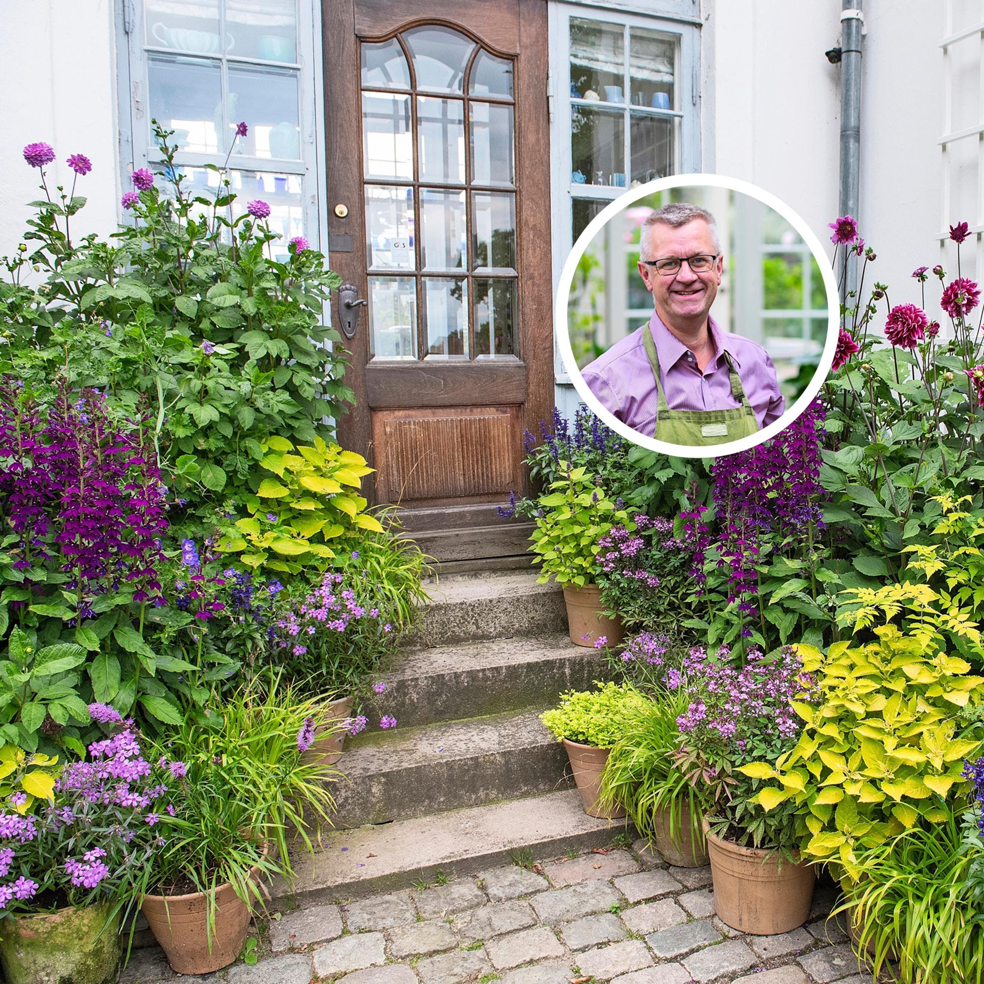Gardening superstar Claus Dalby: here’s how he combines plants and colors in his garden of 2,000 pots from spring to fall