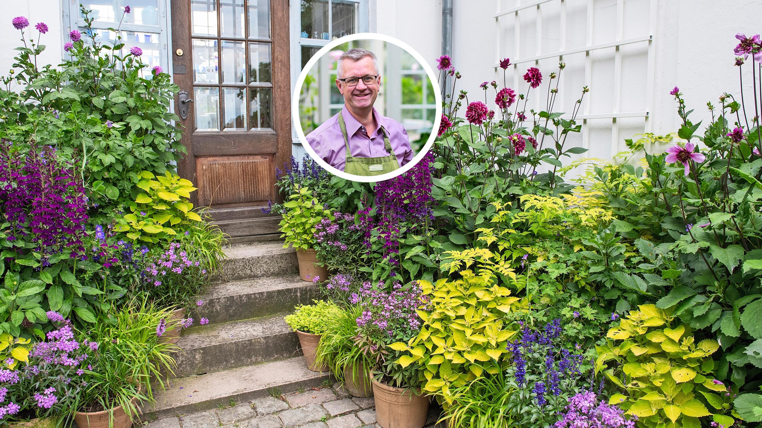 Gardening superstar Claus Dalby: here’s how he combines plants and colors in his garden of 2,000 pots from spring to fall