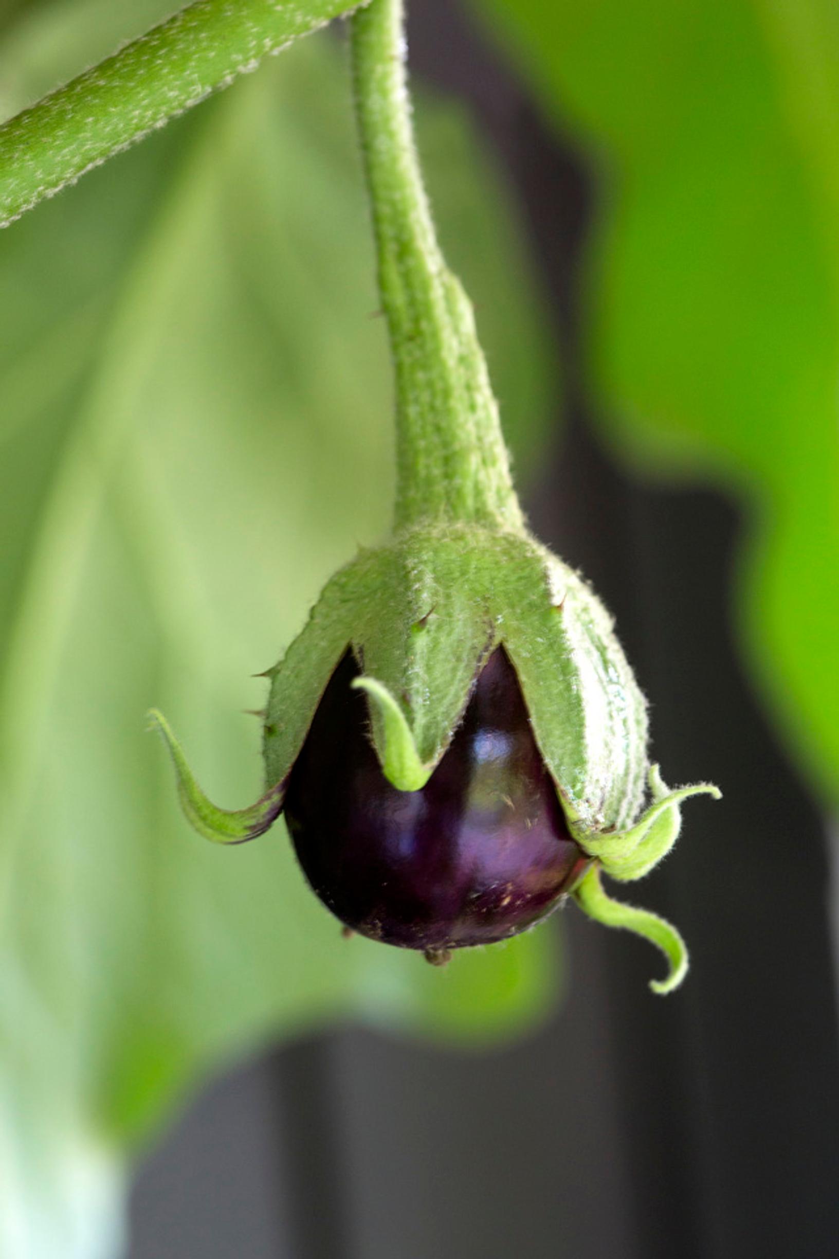 A ripening eggplant fruit