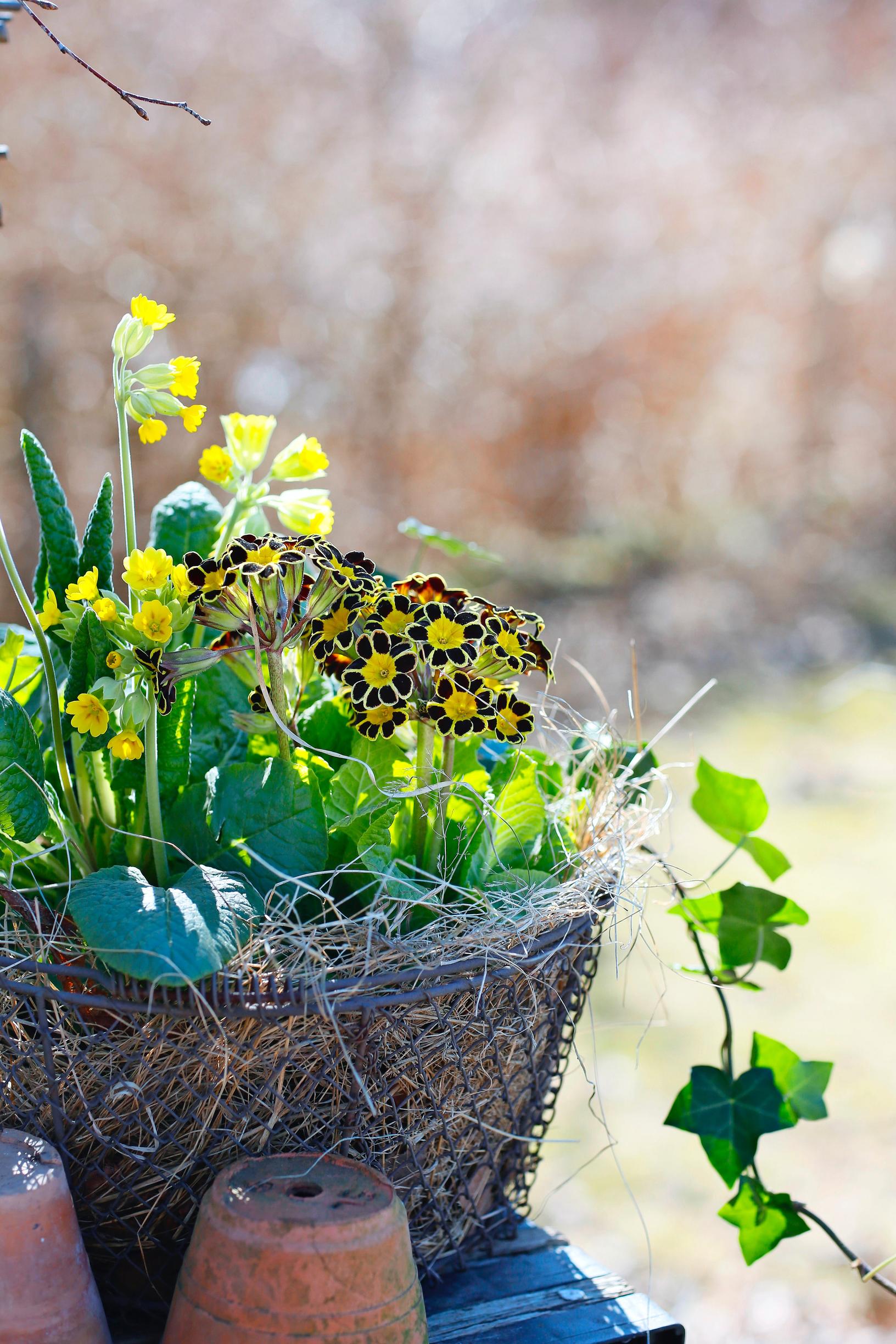 Ivy and spring primroses in a pot