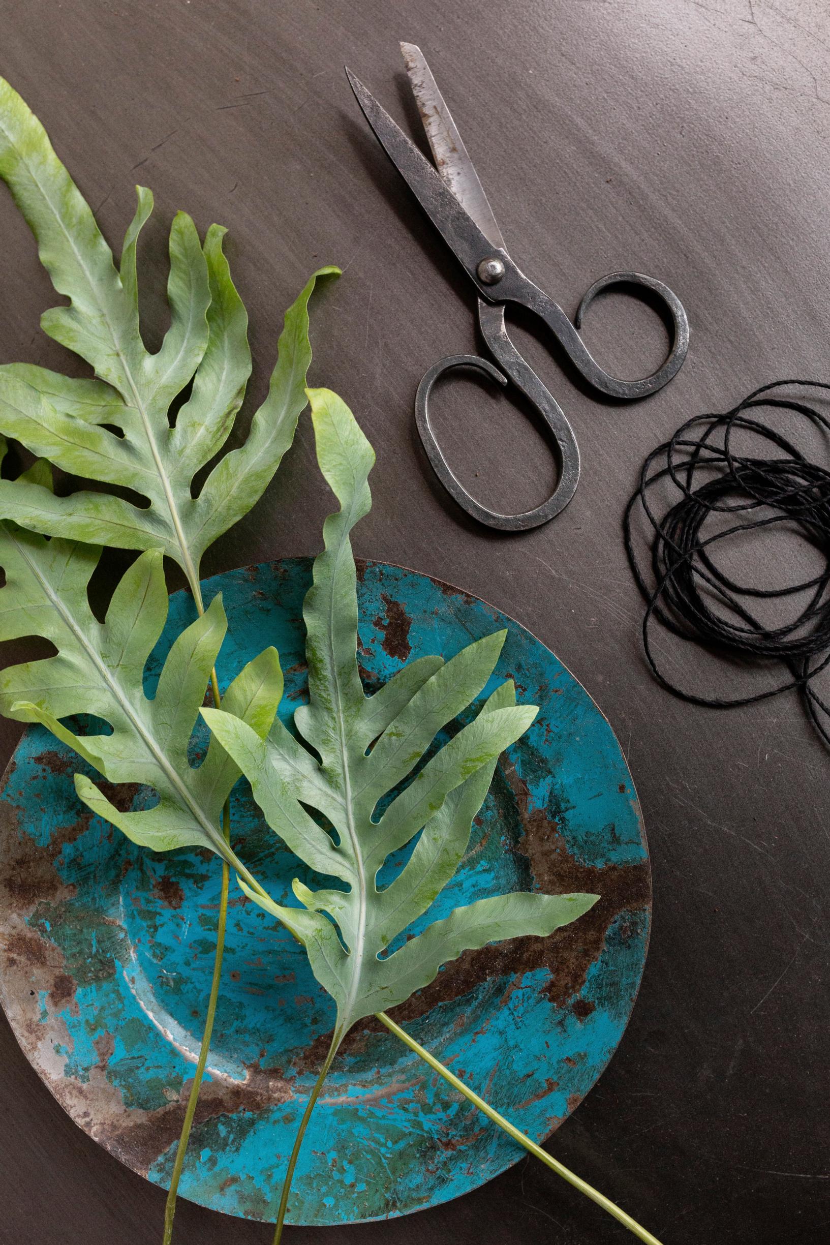 Leaves of golden serpent fern on a plate.