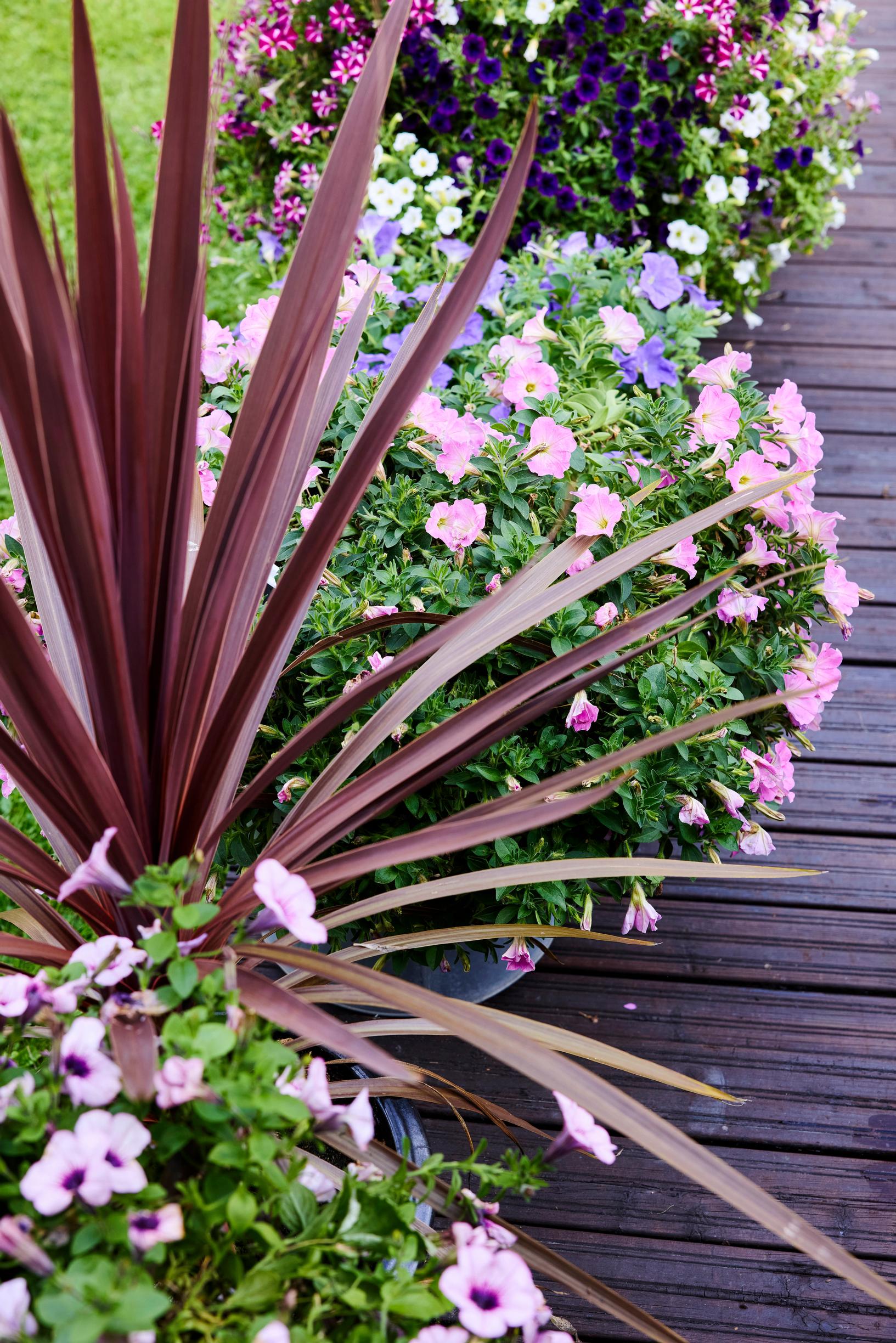 Cordyline in a pot