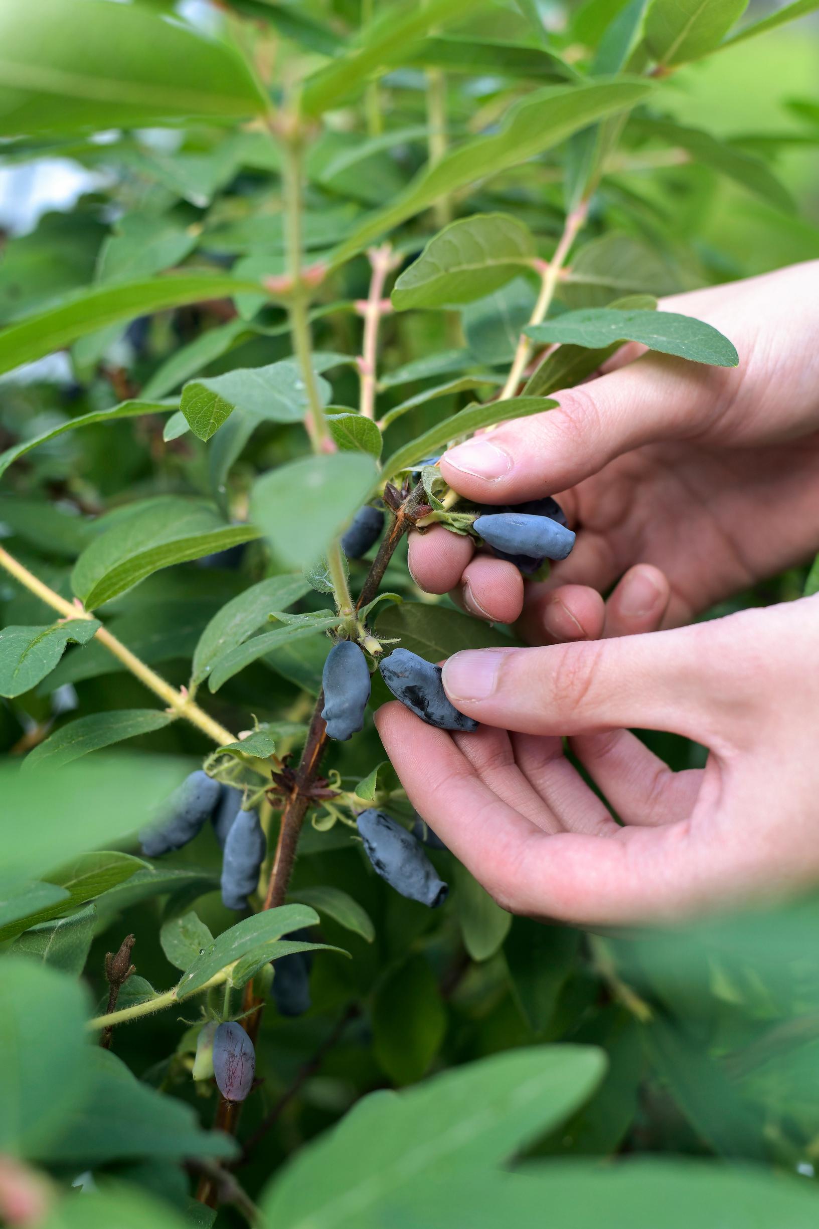 Honeyberry—also called sweetberry honeysuckle, blue honeysuckle, or haskap