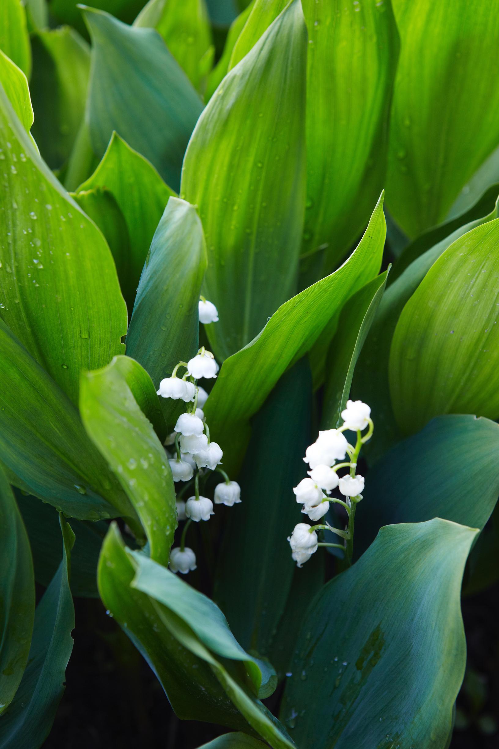 ground cover plants: Lily of the valley