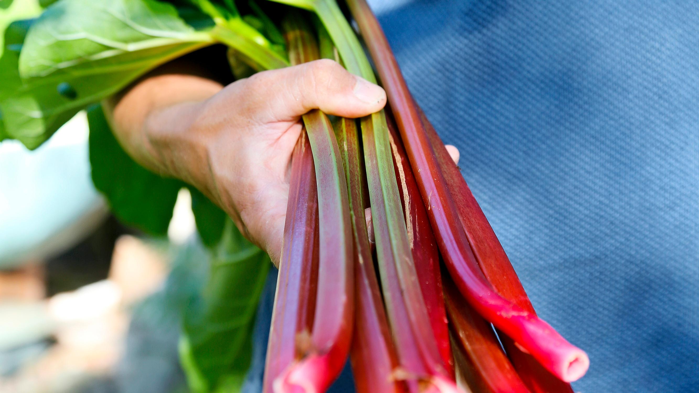 Growing rhubarb—in the right location, this hardy plant can thrive for decades