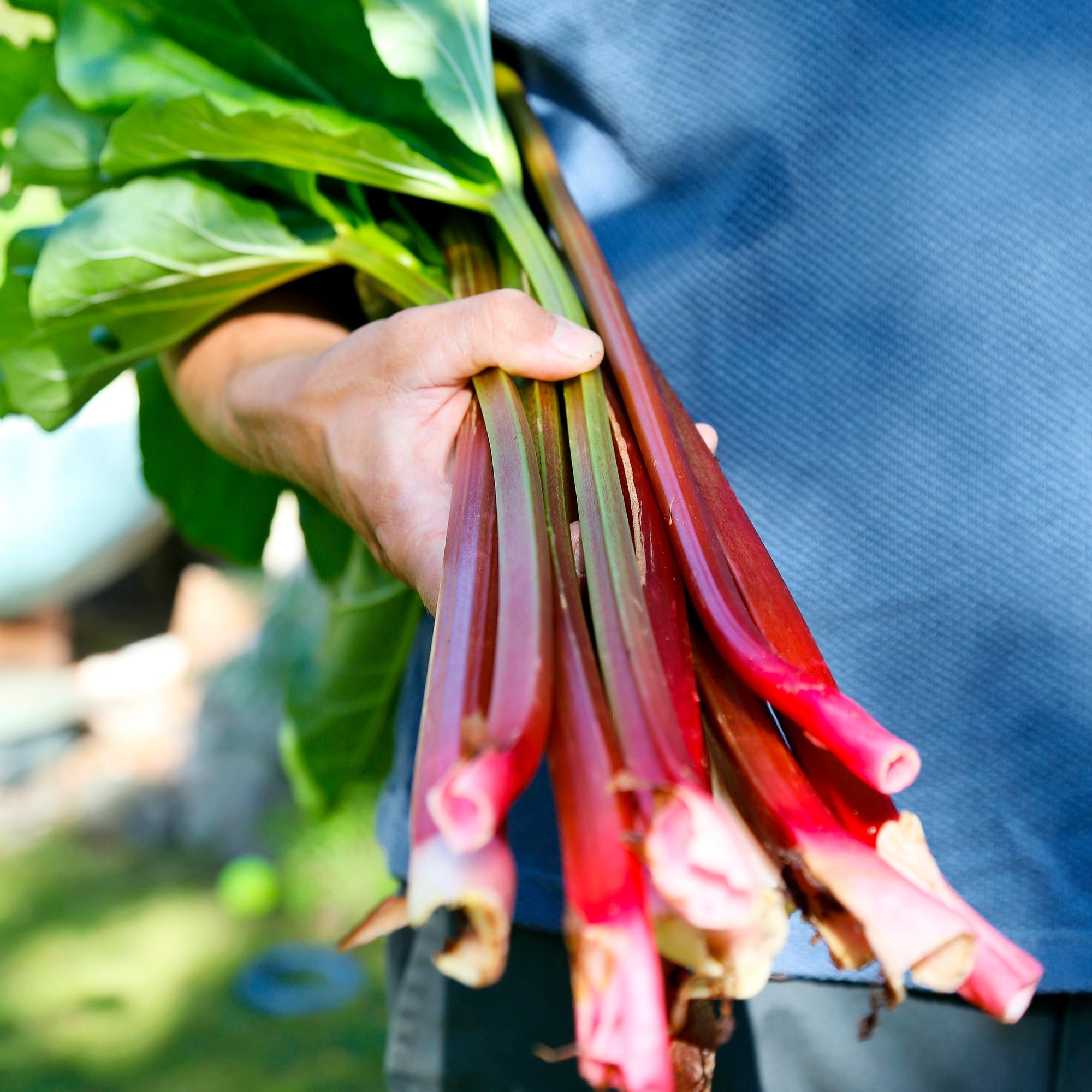 Growing rhubarb—in the right location, this hardy plant can thrive for decades