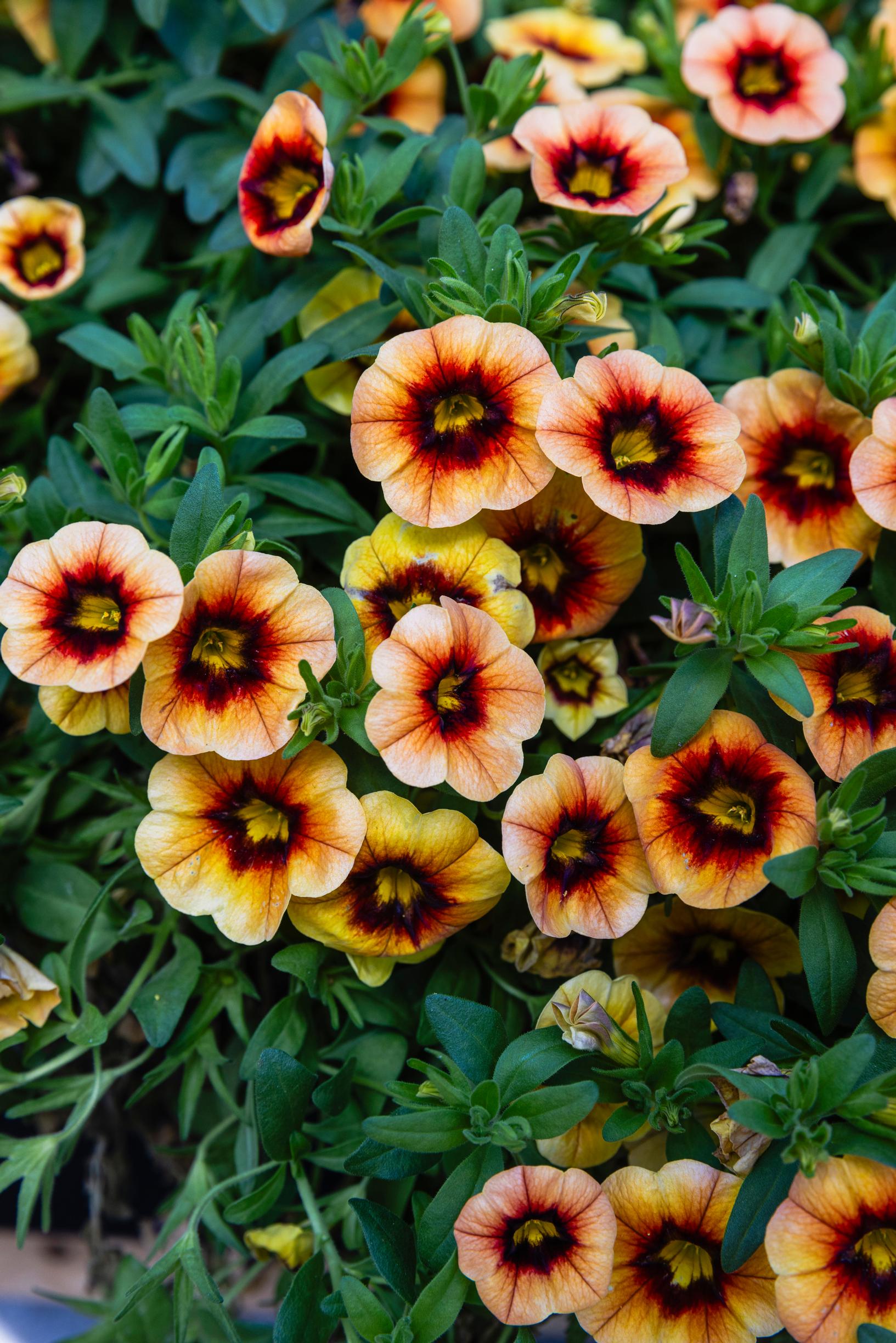 Brown-toned million bells