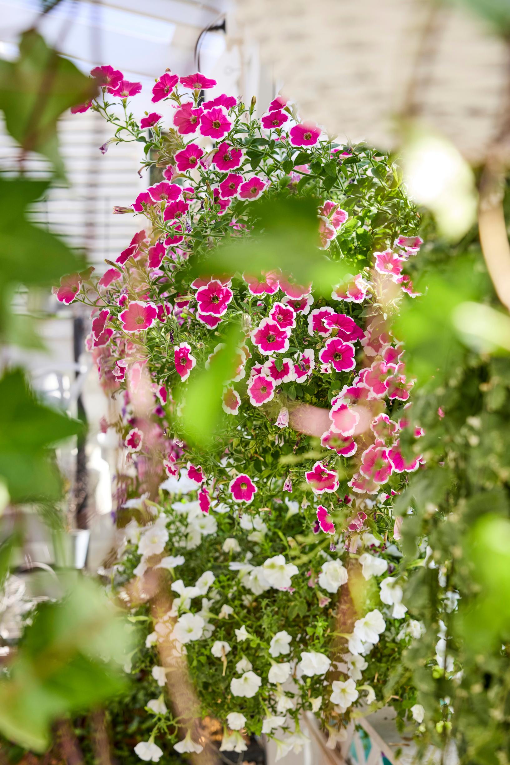 summer-flower hanging baskets: petunias