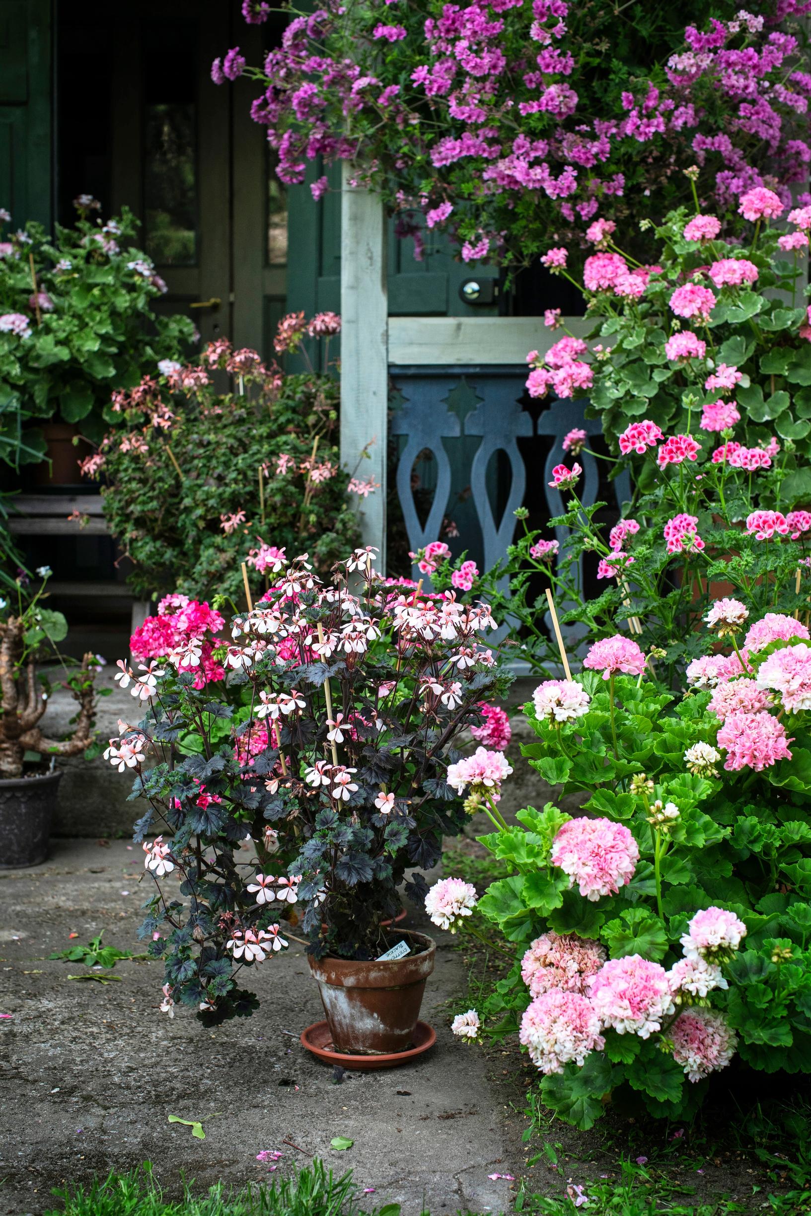 Large pelargoniums in pots