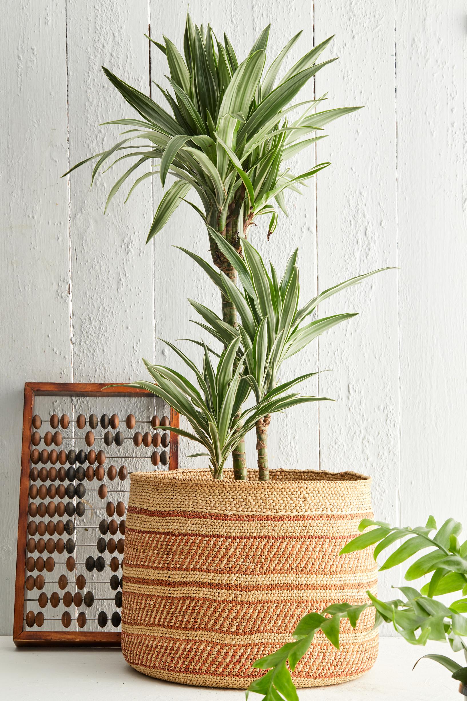 Dracaena: versatile houseplants with a species for every home—here’s how to successfully care for, grow, and propagate them