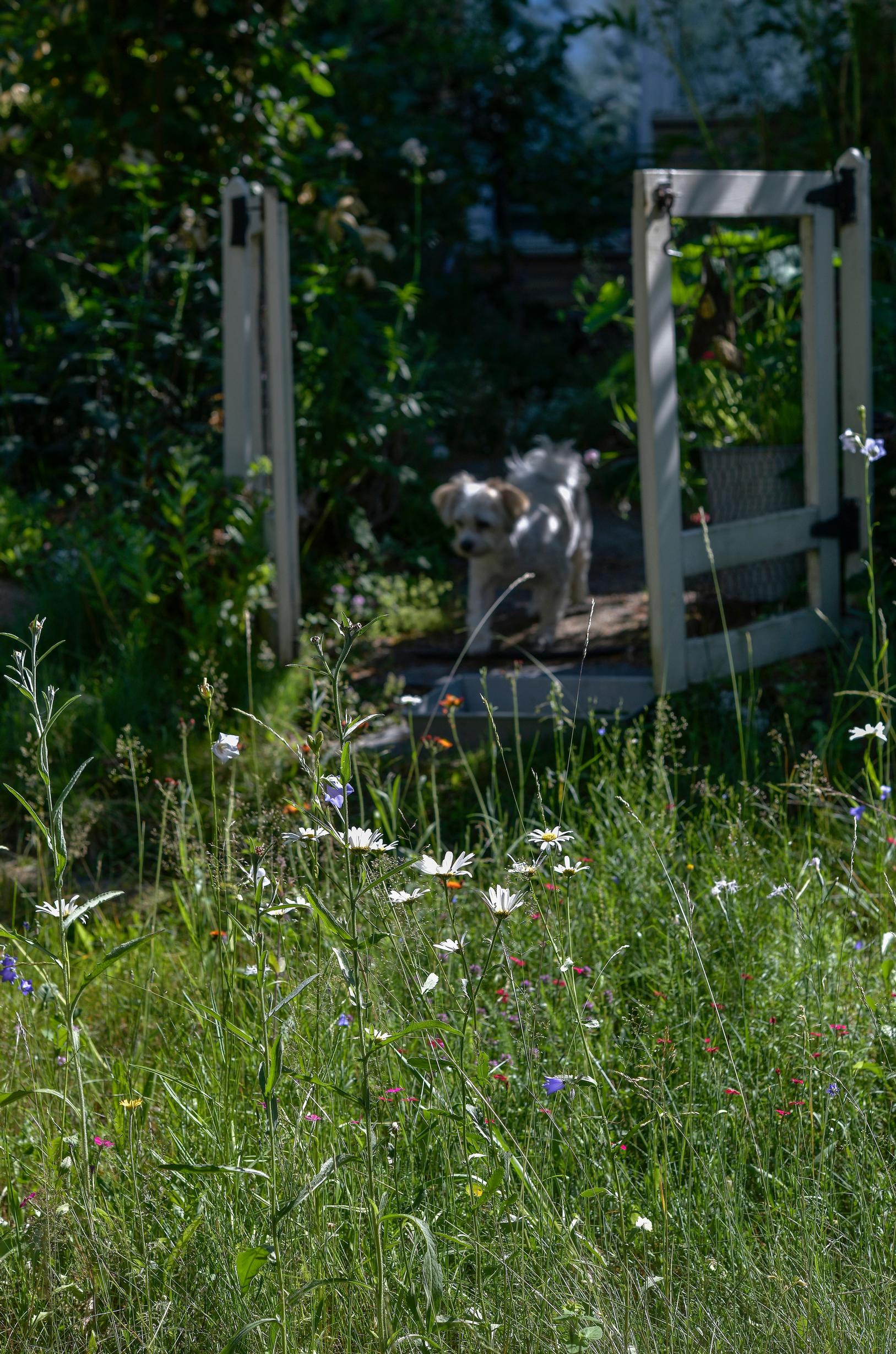Dog admiring a meadow