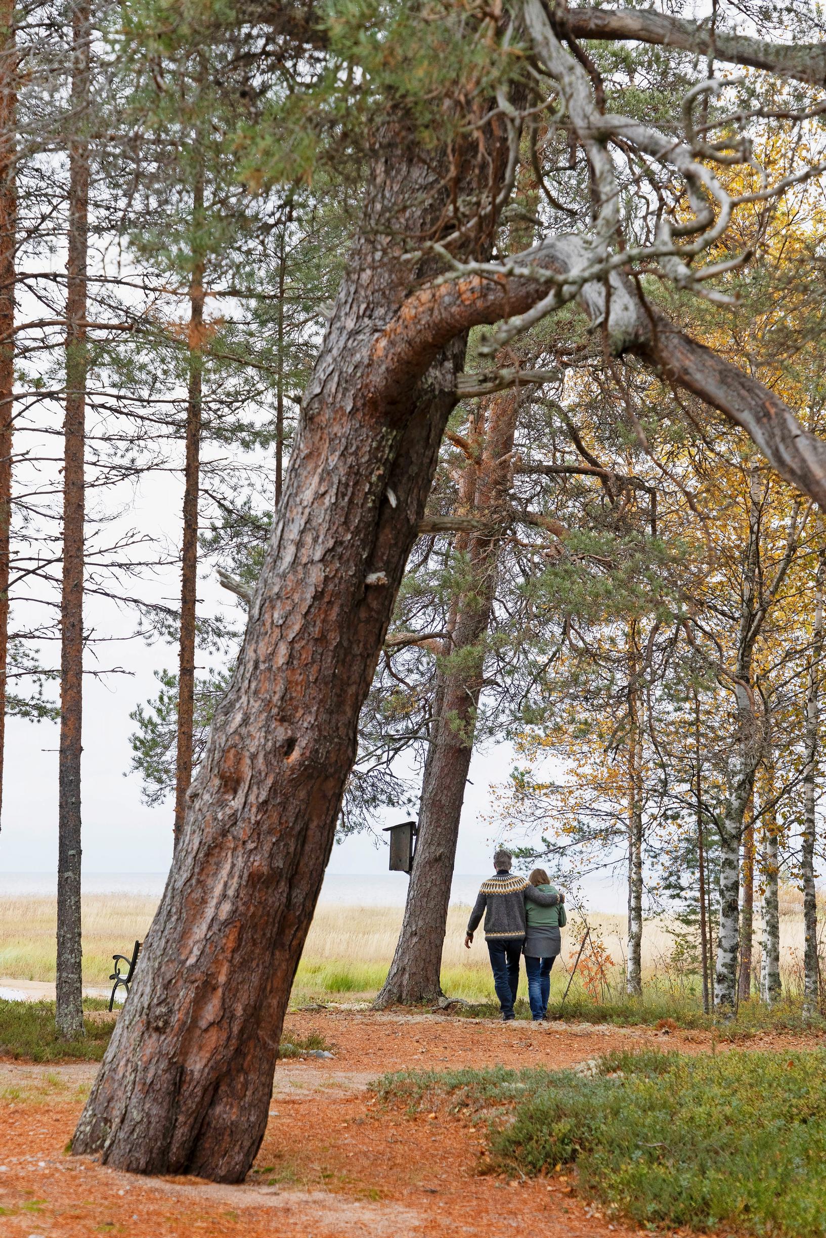 The couple looks out to the shore, with a large pine and reeds