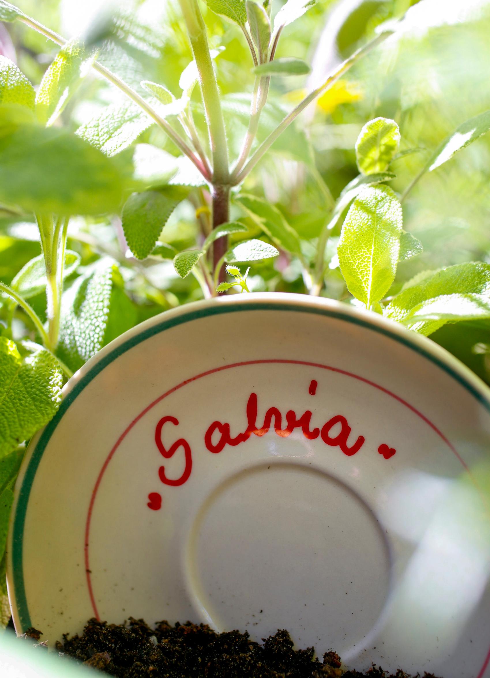 A saucer from an old tea or coffee cup turned into a plant marker with a marker pen.