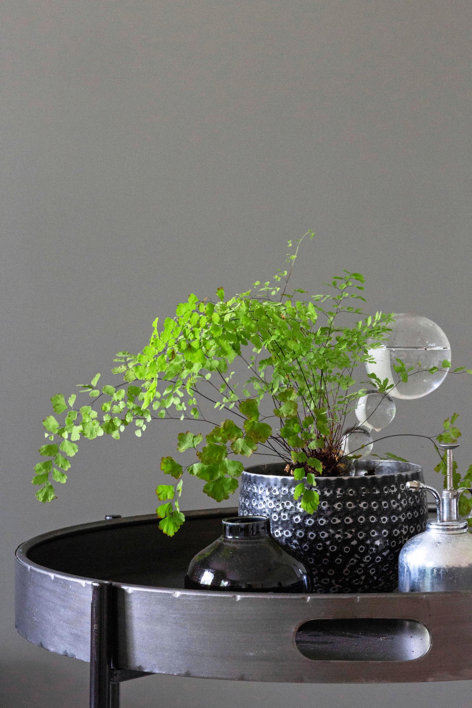Maidenhair fern is a graceful sight.