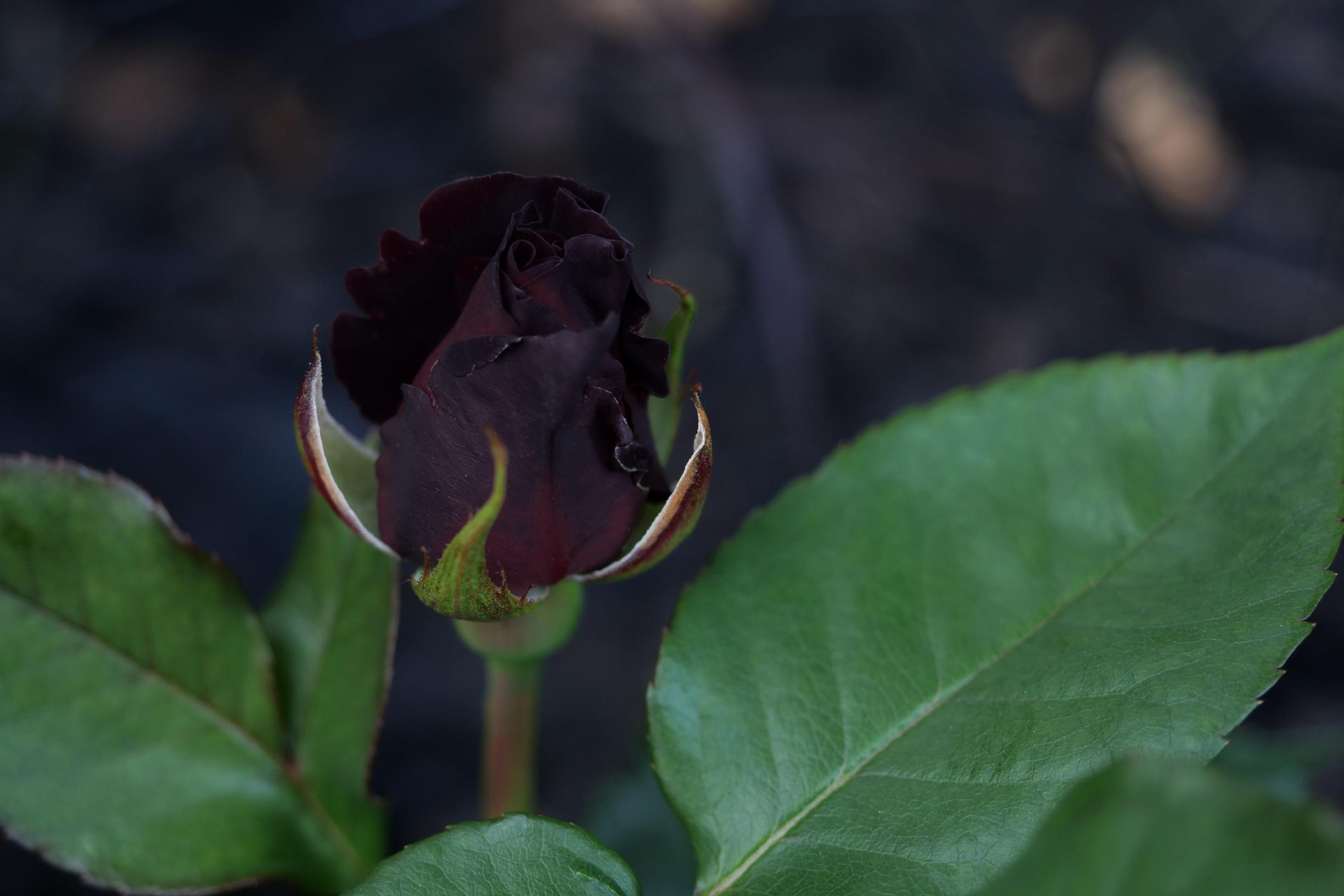 Rose ‘Black Baccara’.