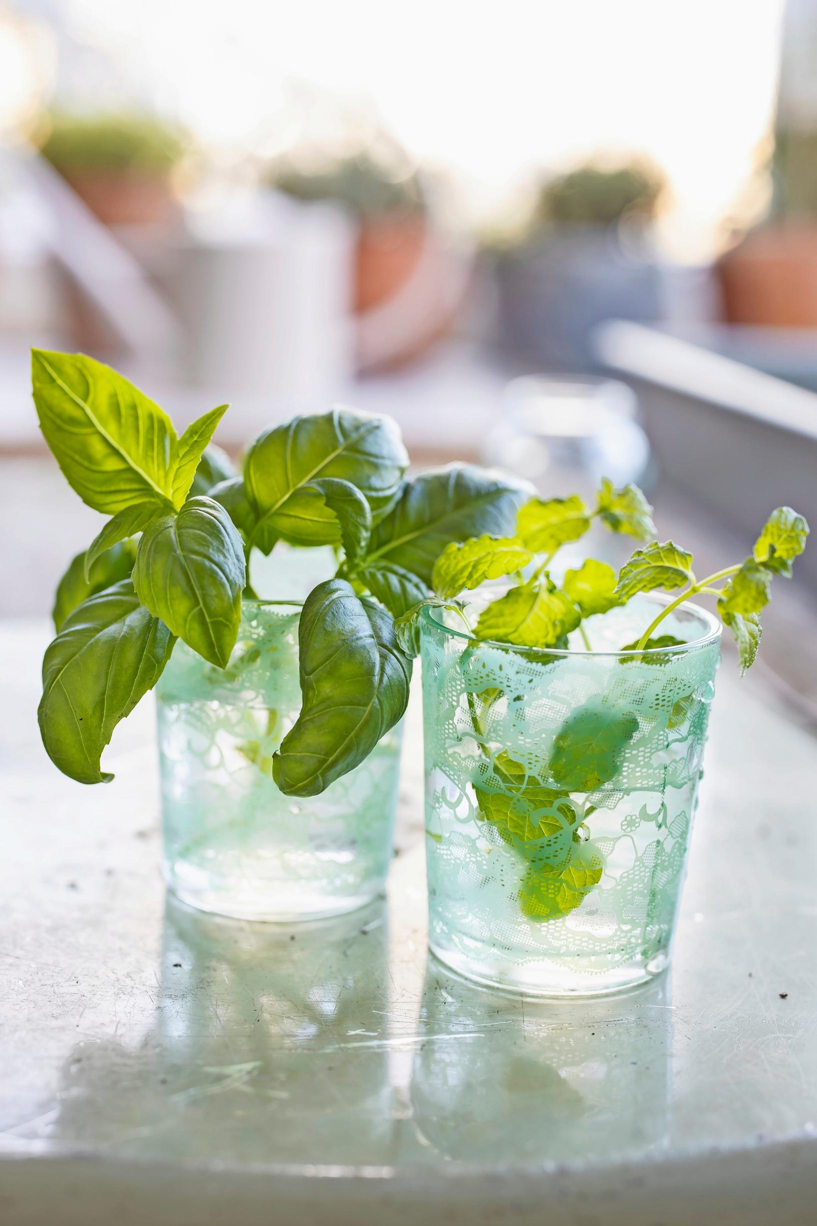 growing basil cuttings