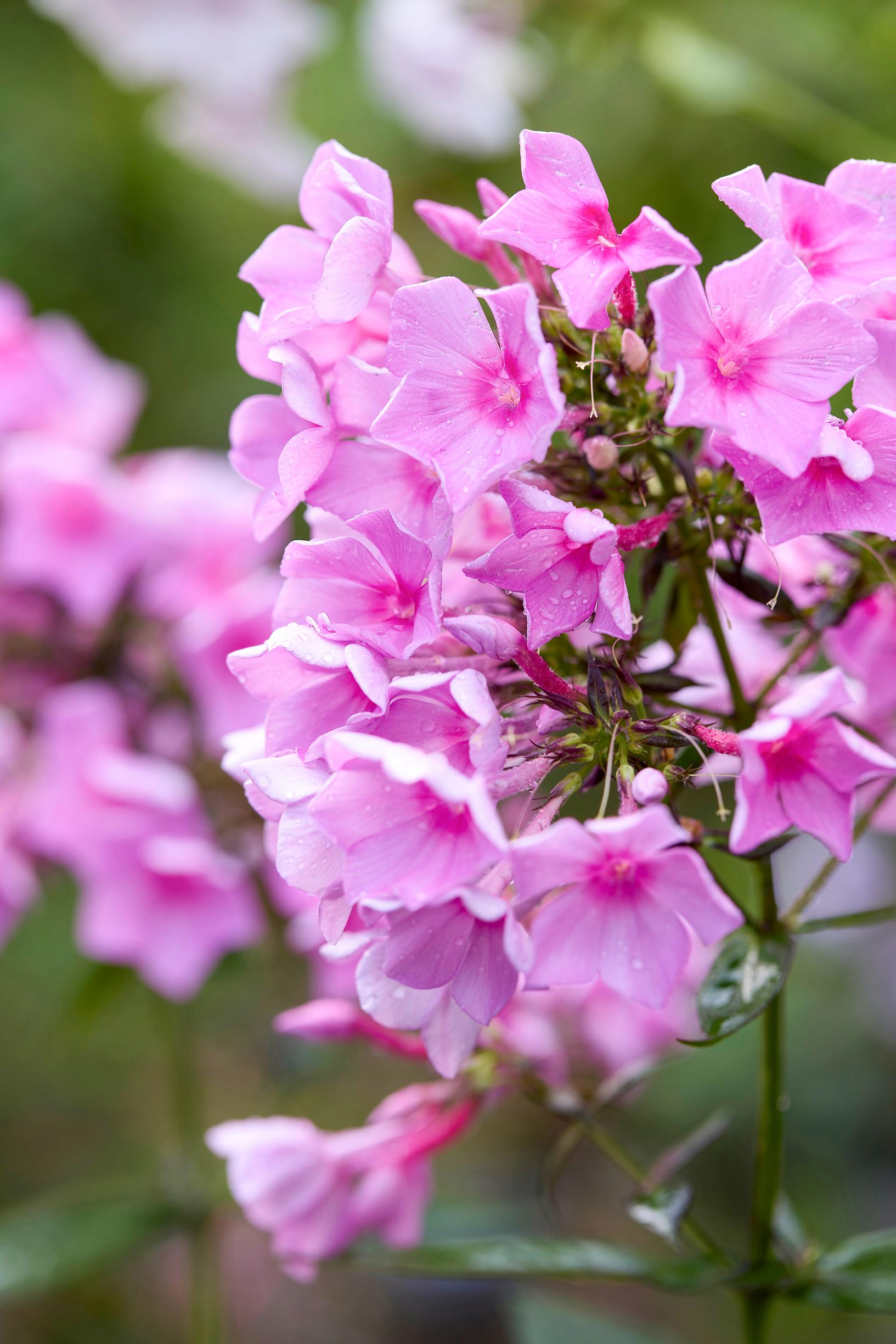 fall phlox varieties
