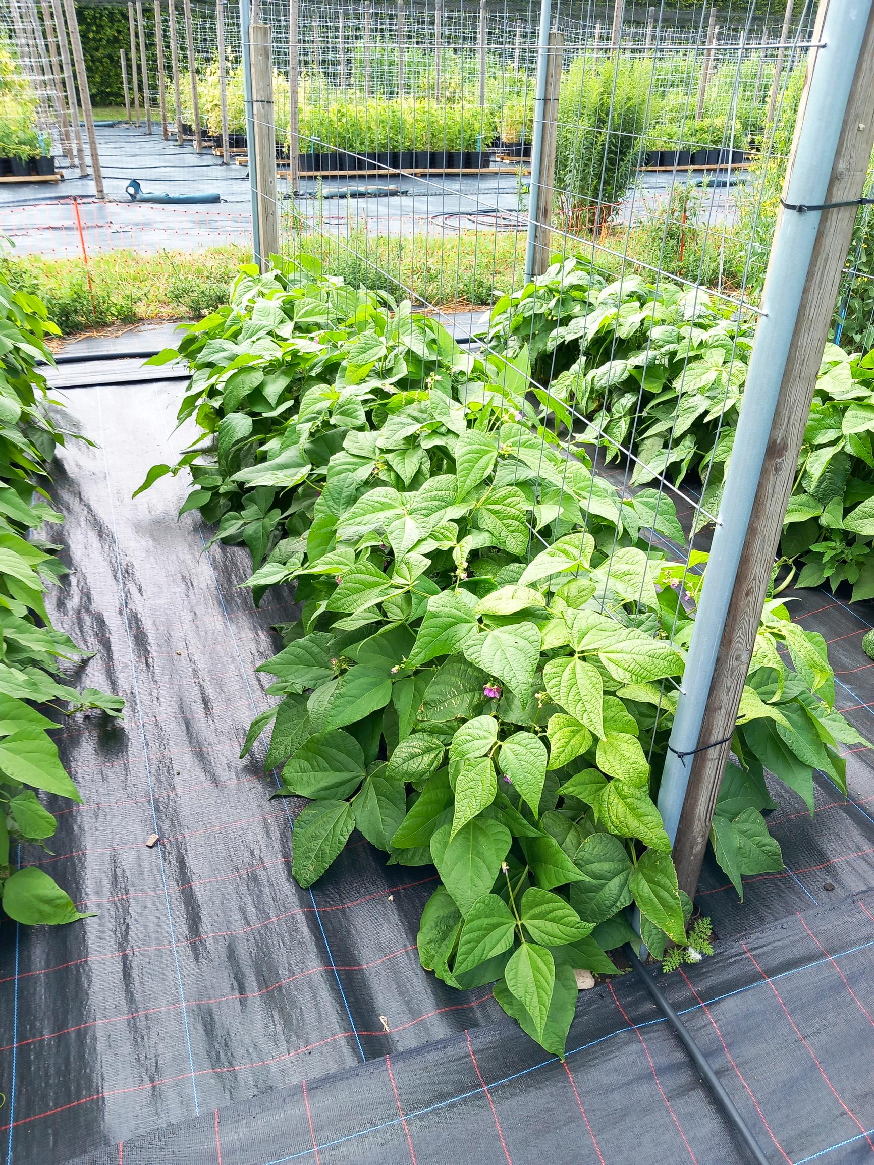 Bean varieties: French bean "Harplinge"