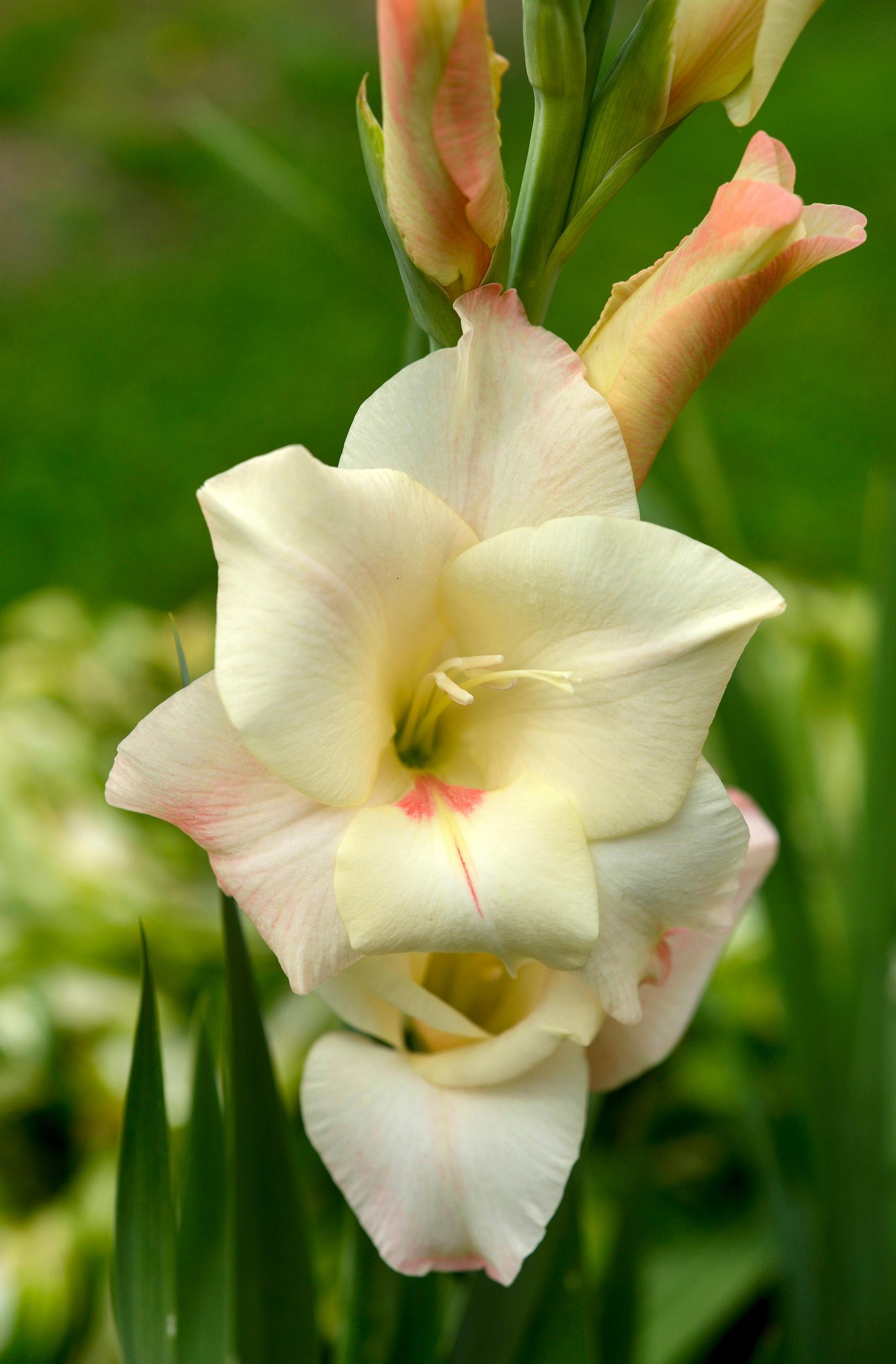 A gladiolus stays fresh in a vase for more than a week.