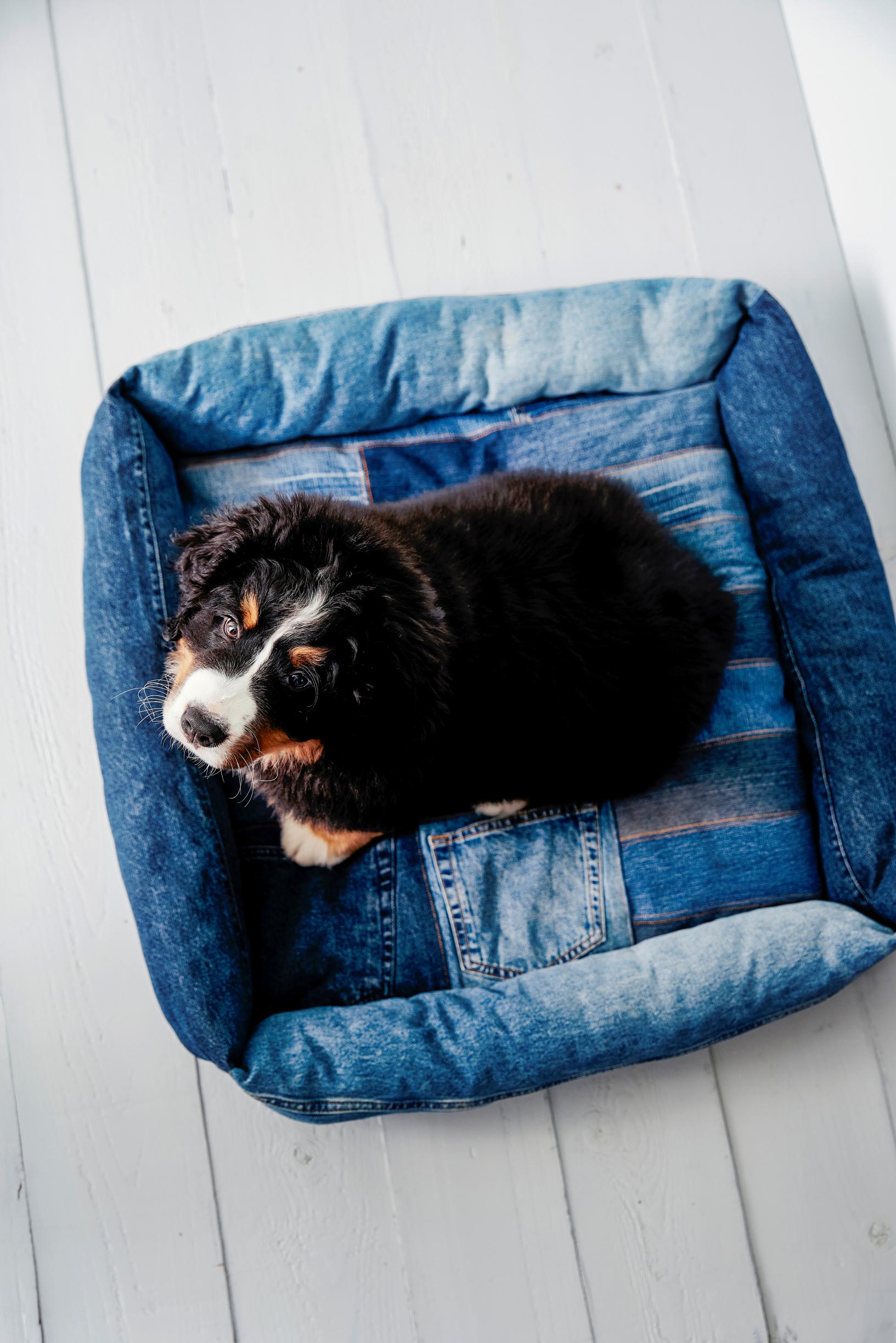 A puppy in the bed.