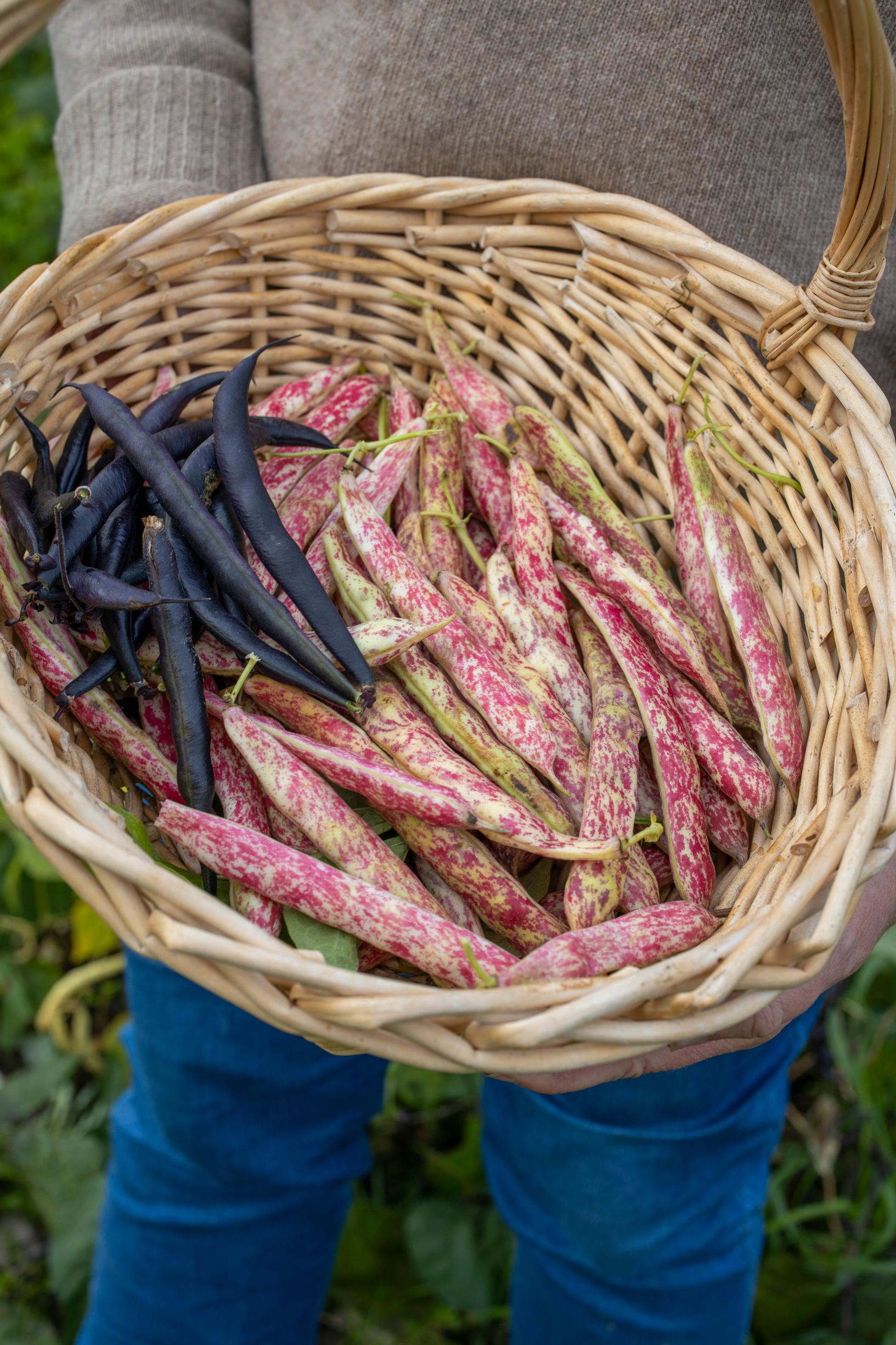 beans
