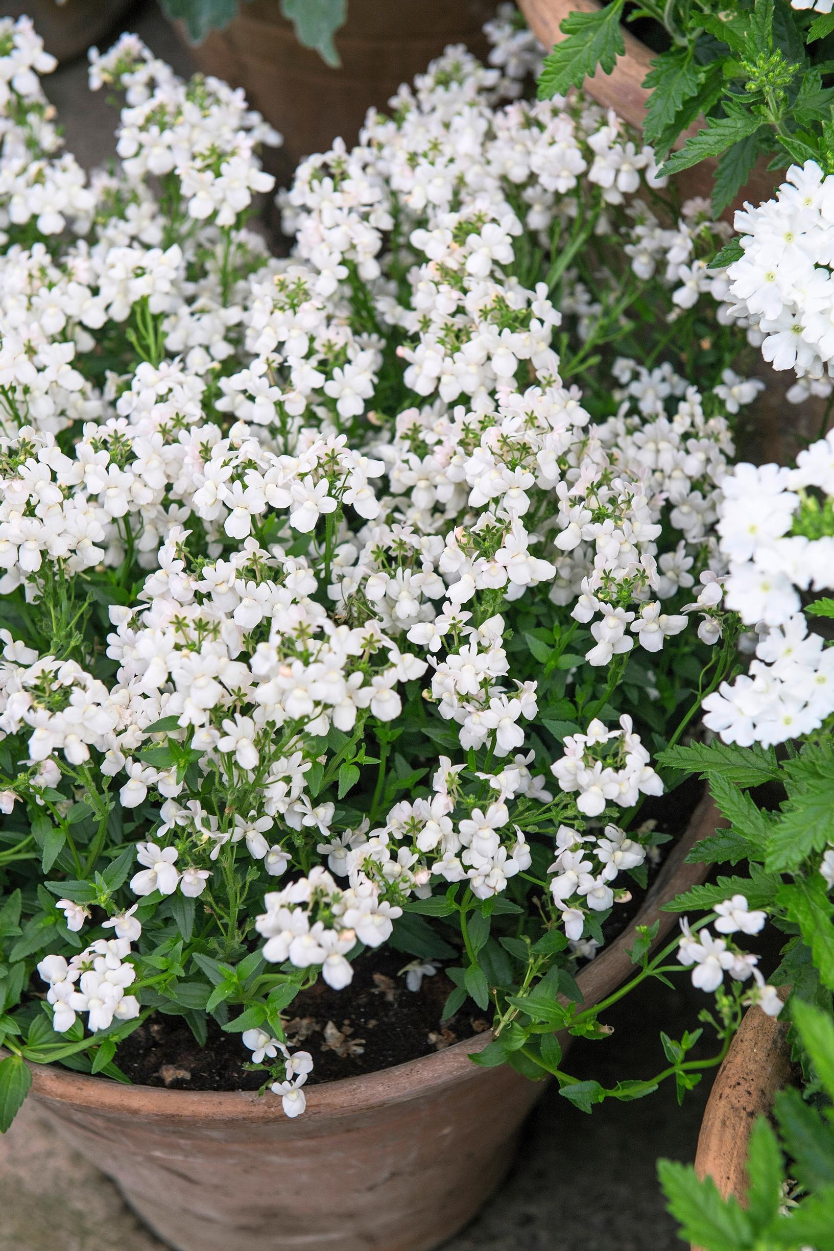 Nemesia ‘Karoo White’ in Claus Dalby’s container garden