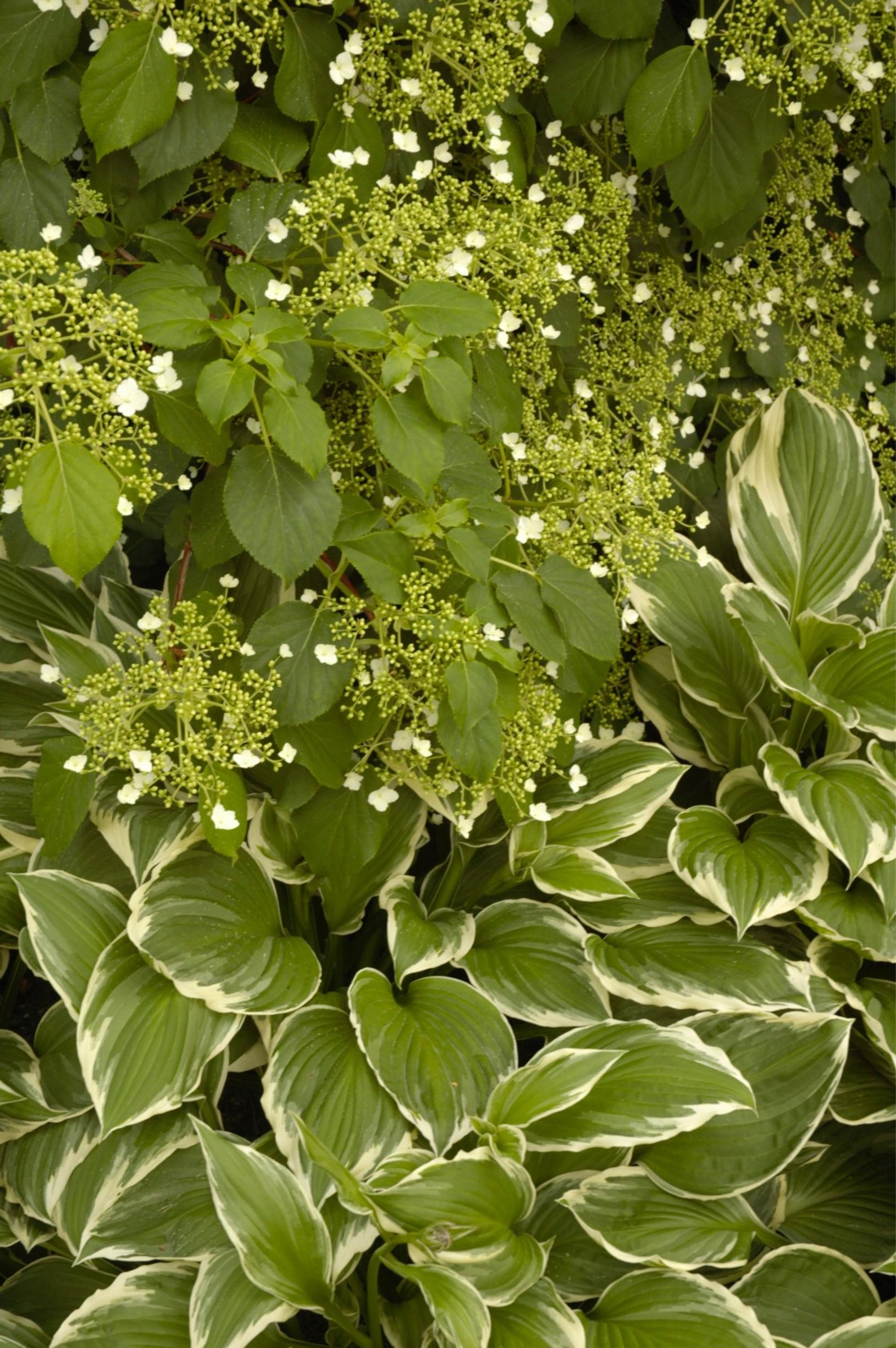 ground cover plants