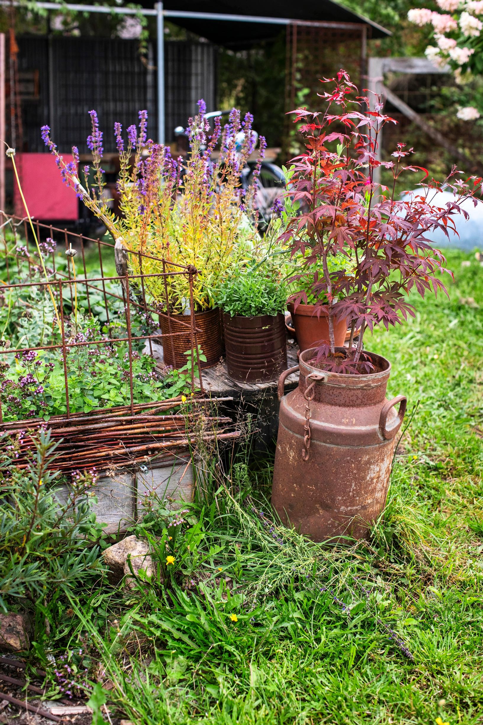 Red Japanese maple in a metal milk can