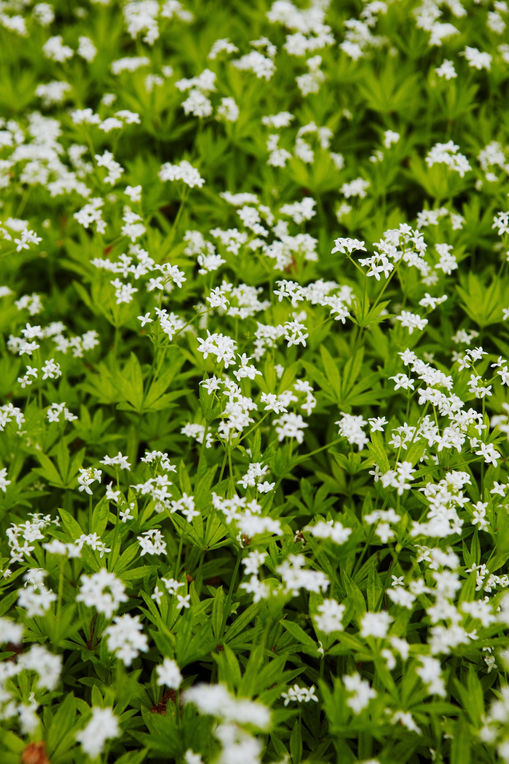 Woodruff