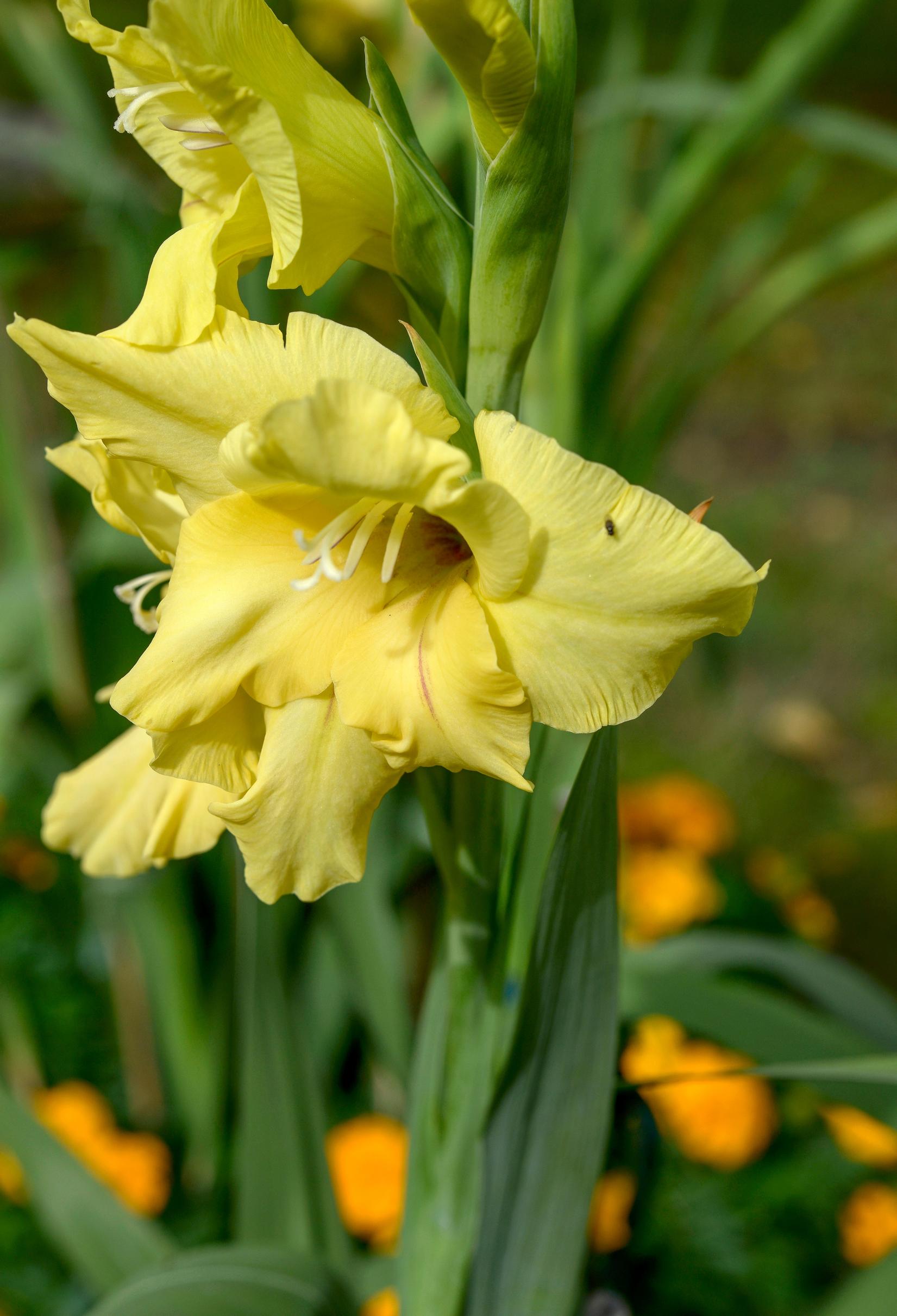 Yellow gladiolus