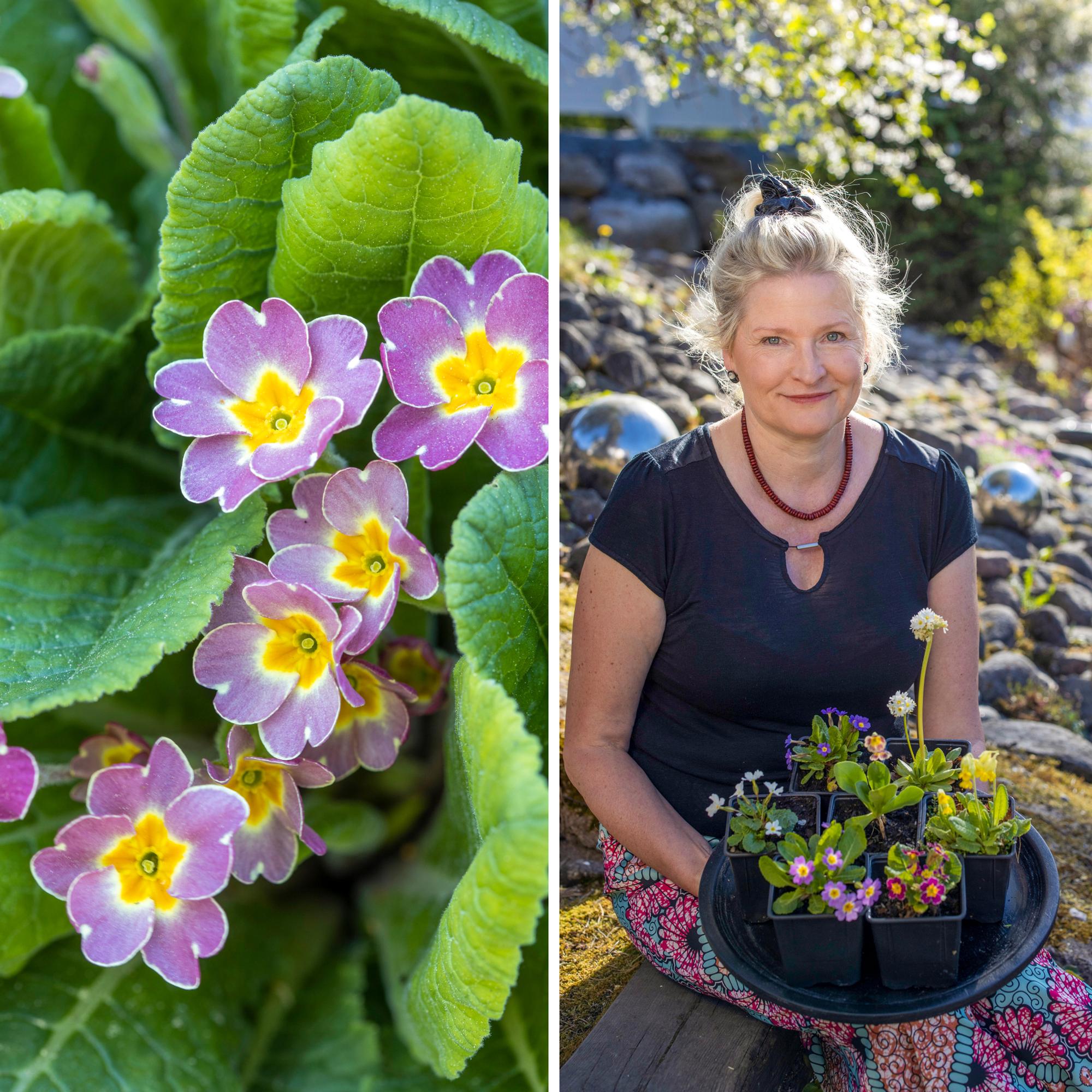 The surprising primrose—30 primrose varieties bloom in biologist-gardener Heli’s garden. Check out these growing tips!