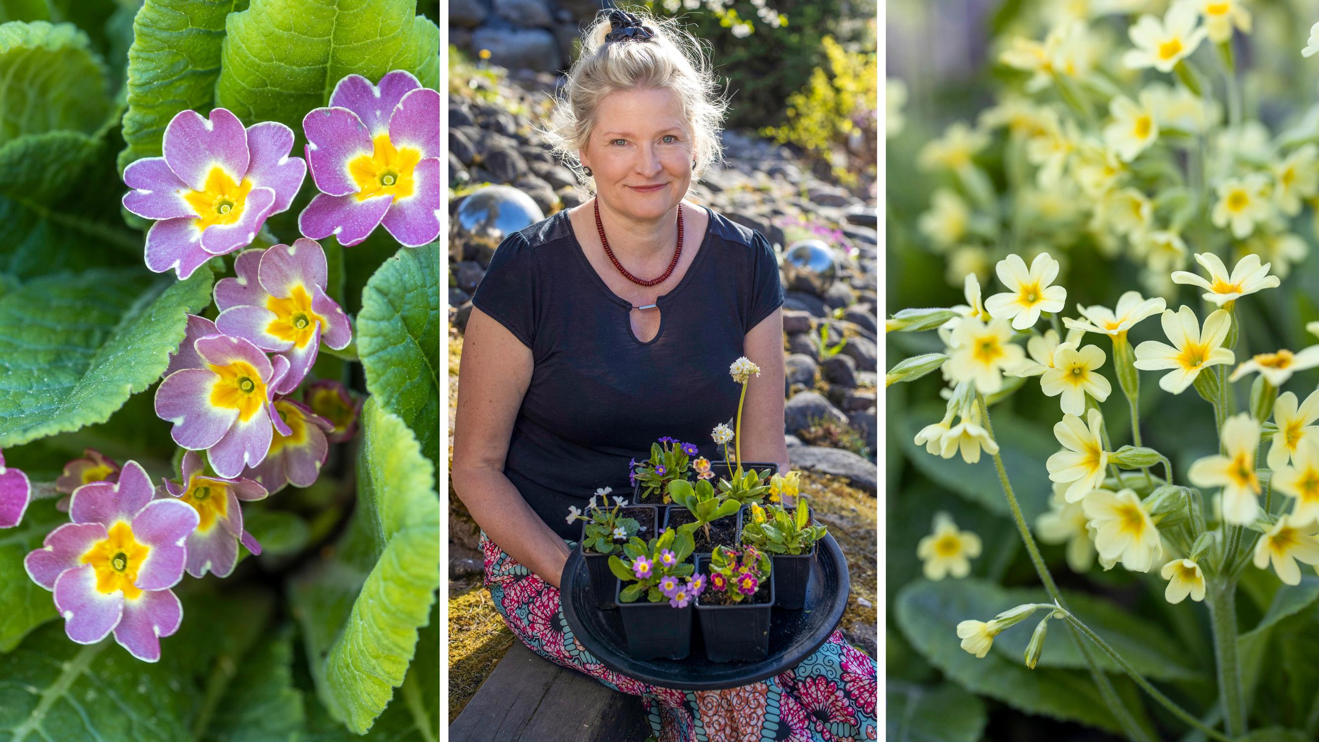 The surprising primrose—30 primrose varieties bloom in biologist-gardener Heli’s garden. Check out these growing tips!