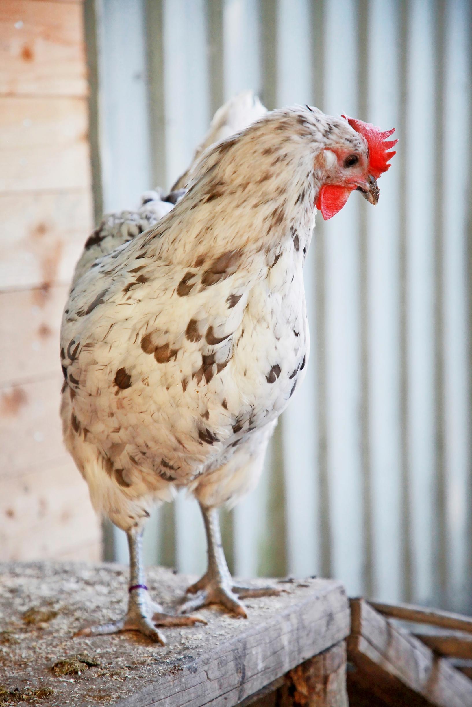 Silverudd Blue chicken.